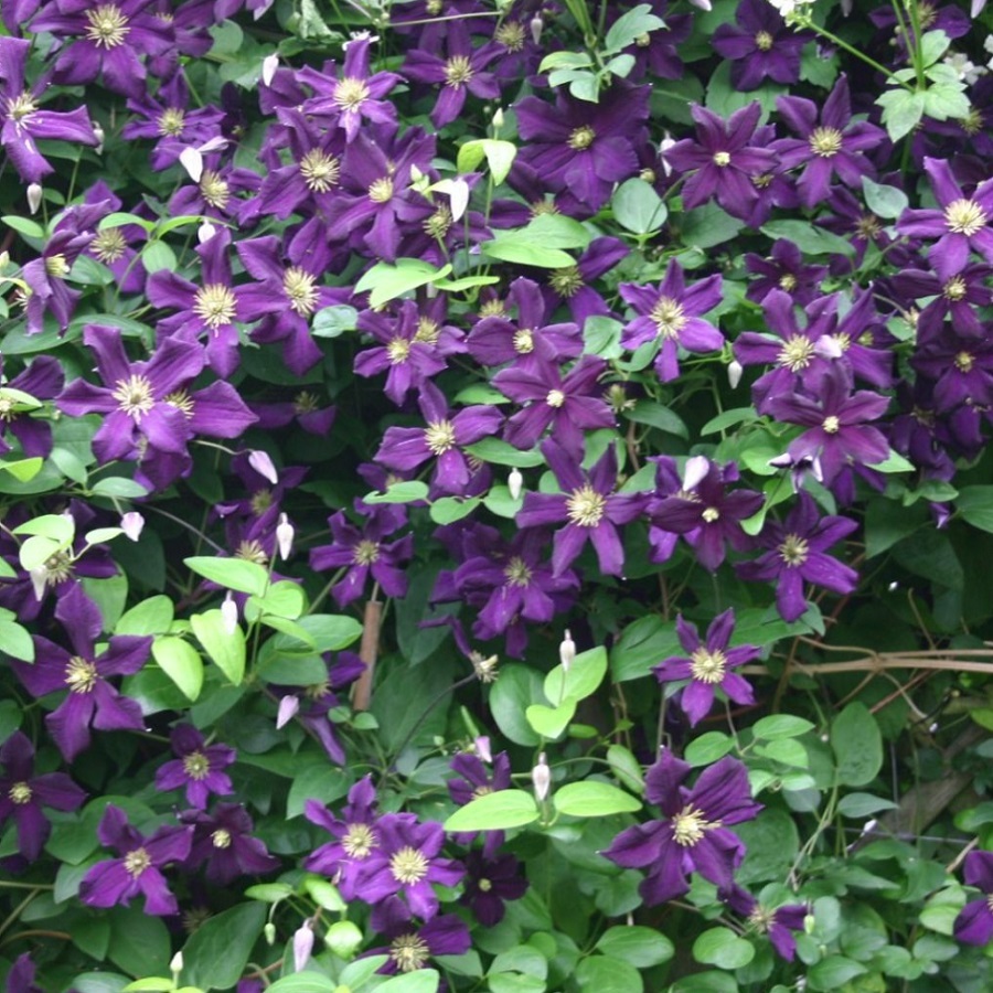 エトワール バイオレット Etoile Violette 21年度新苗 お届けは21年4月上旬頃以降 注意 クレマチス以外と一緒に注文出来ません 天空のバラ園 無農薬バラ苗 花苗 クレマチス ハーブ産直販売