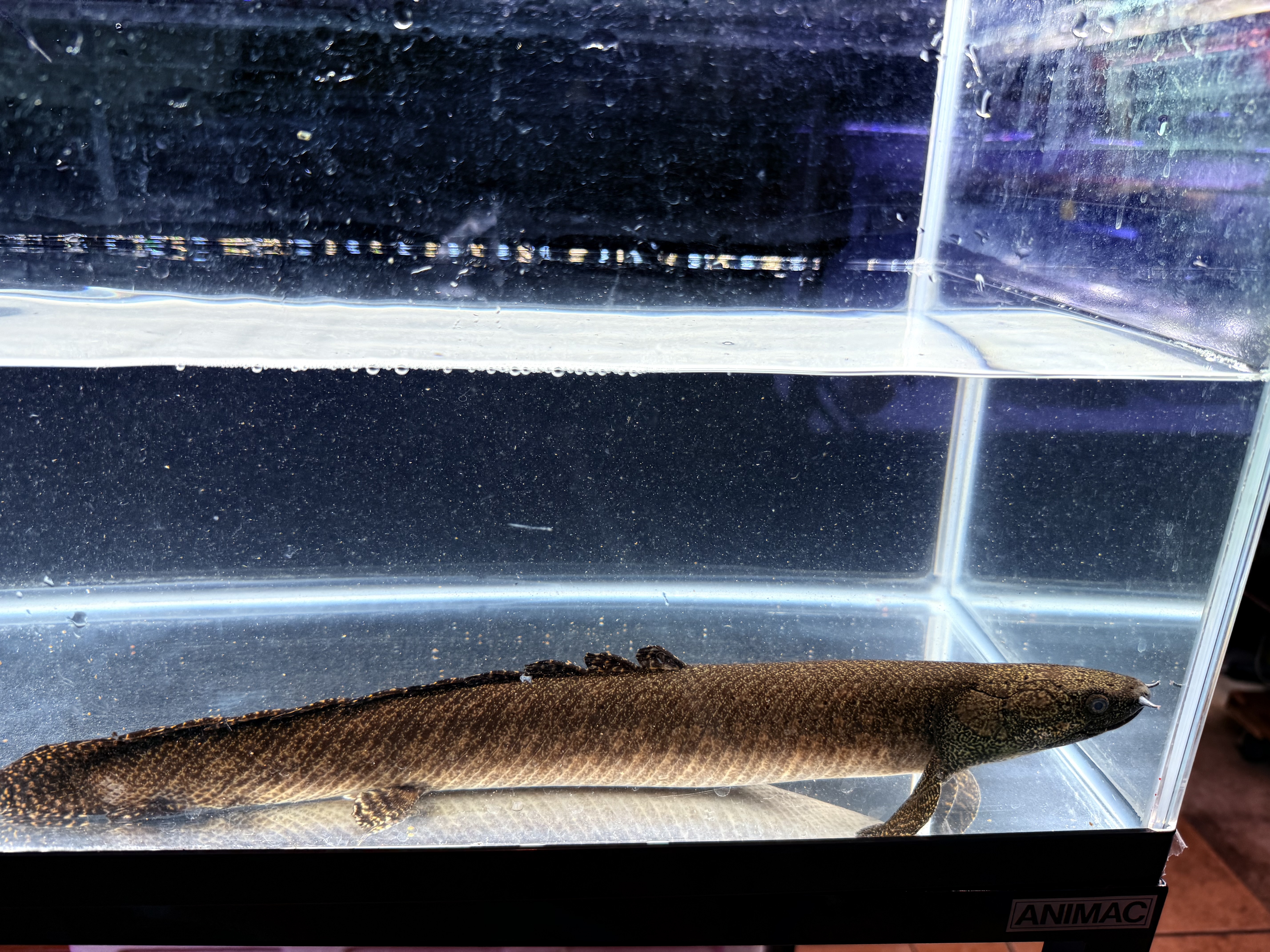 D01⑥ タンガニーカ湖　Po.オルナティピンニス　41㎝前後　♀  左目凹んでます　薬浴完了済み