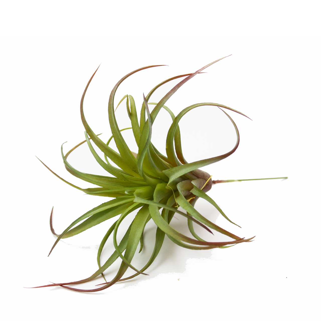 観葉植物 フェイクグリーン エアプランツ チランジア ピック ライム インテリア 造花 雑貨 Diy Hachi 08 観葉植物 フェイクグリーン エアプランツ チランジア ピック ライム インテリア 造花 雑貨 Diy Hachi 08