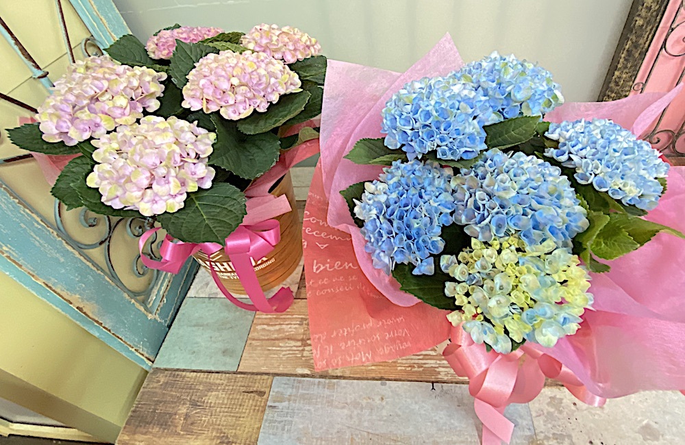 父の日 / 紫陽花の花鉢 フラワーギフト(ブルー)