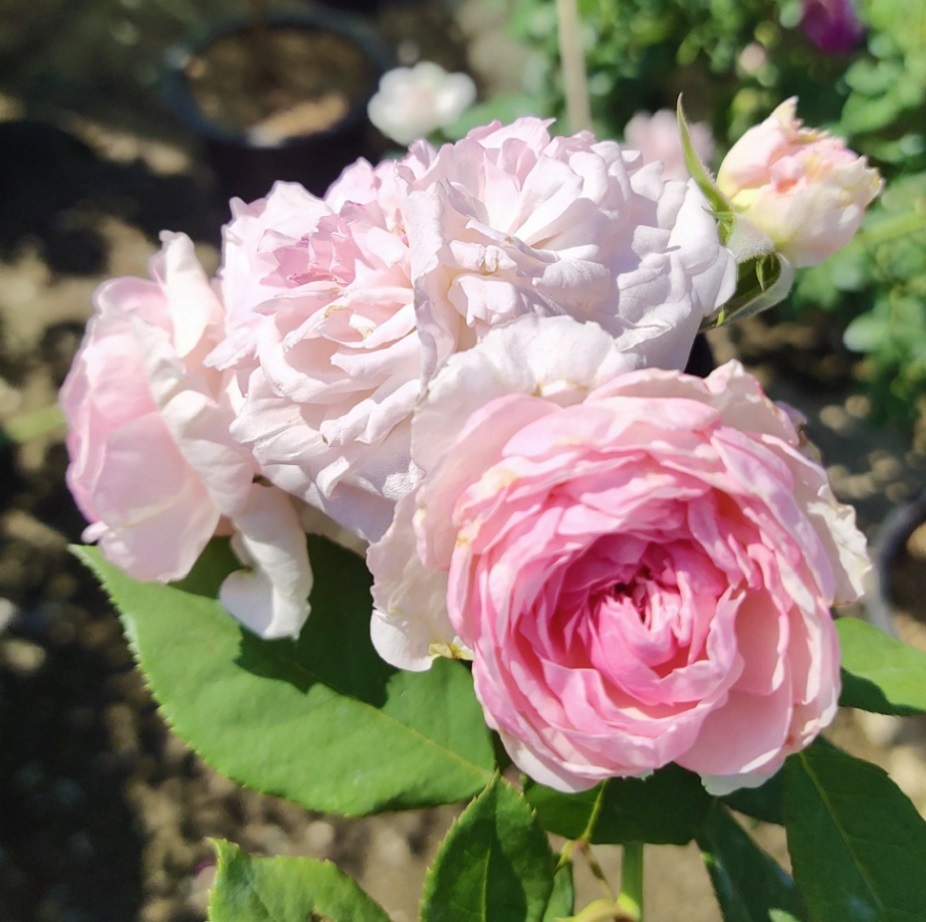 オルソラ スピノーラ 天空のバラ園 無農薬バラ苗 花苗 クレマチス ハーブ産直販売