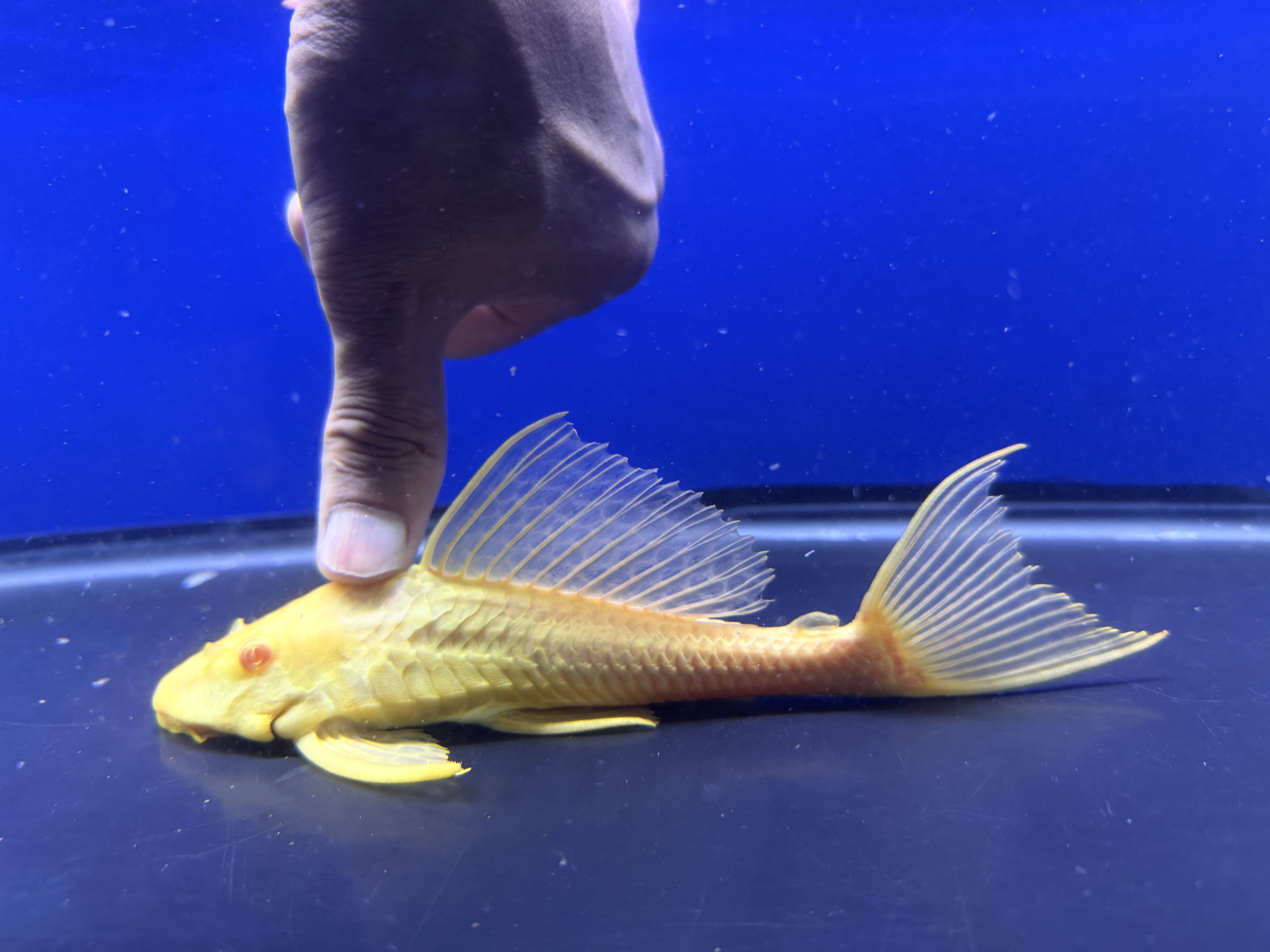 B14   アルビノセルフィンプレコ　24-26㎝　写真は同ロット