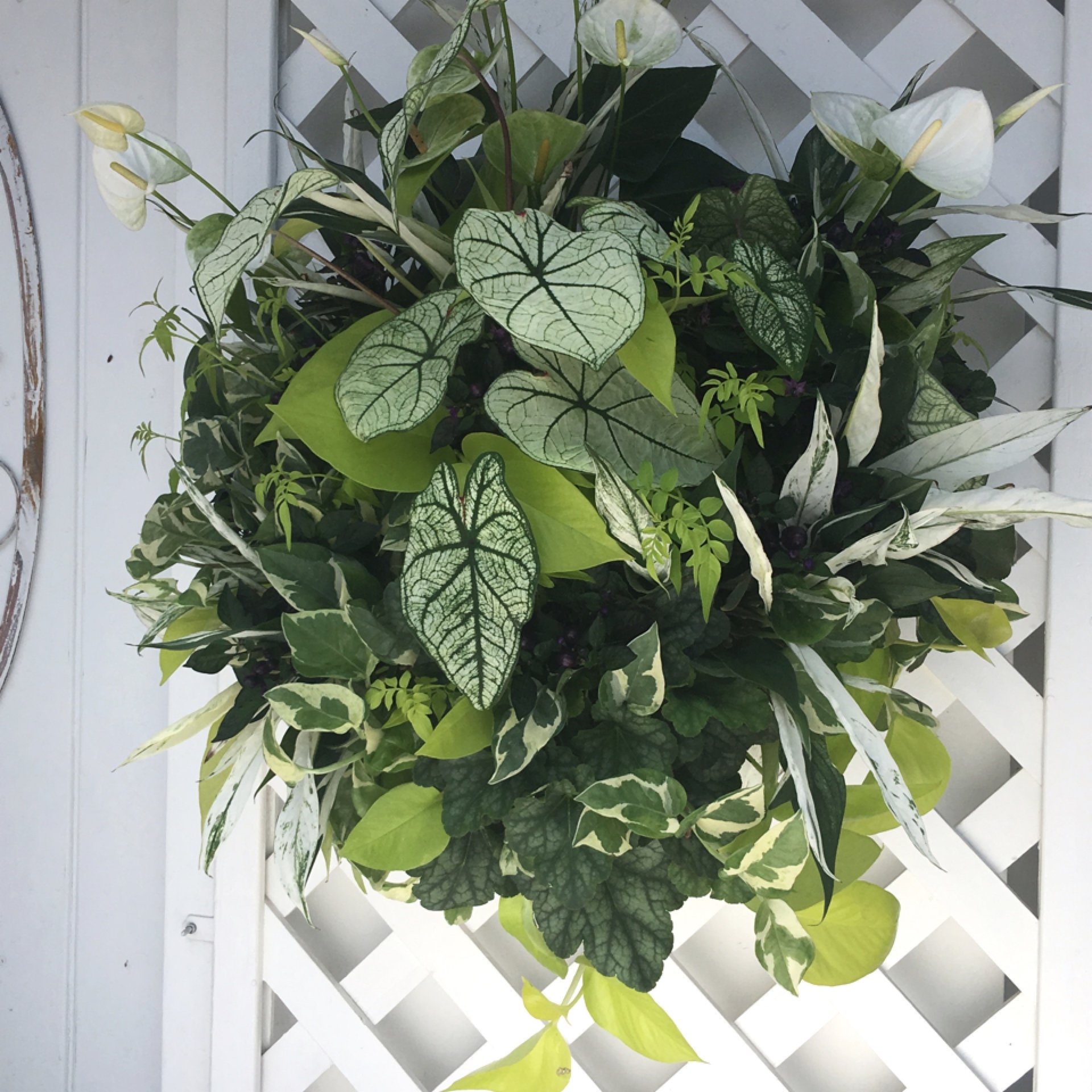 爽やかな観葉植物のウォールバスケット【オーダー】 - 画像2