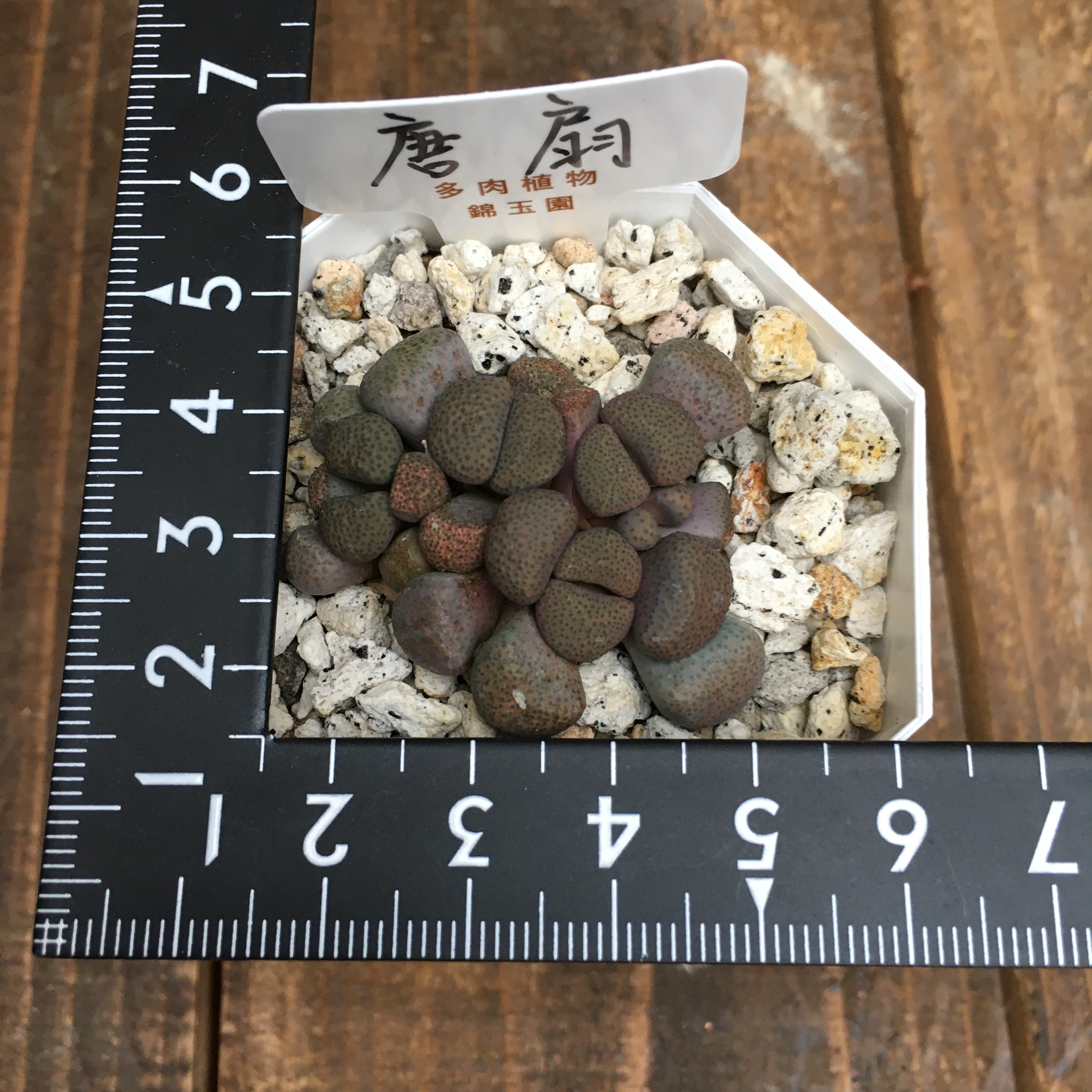 錦玉園 冬型多肉３種セット 群玉 リトープス 唐扇 Protoleaf プロトリーフ