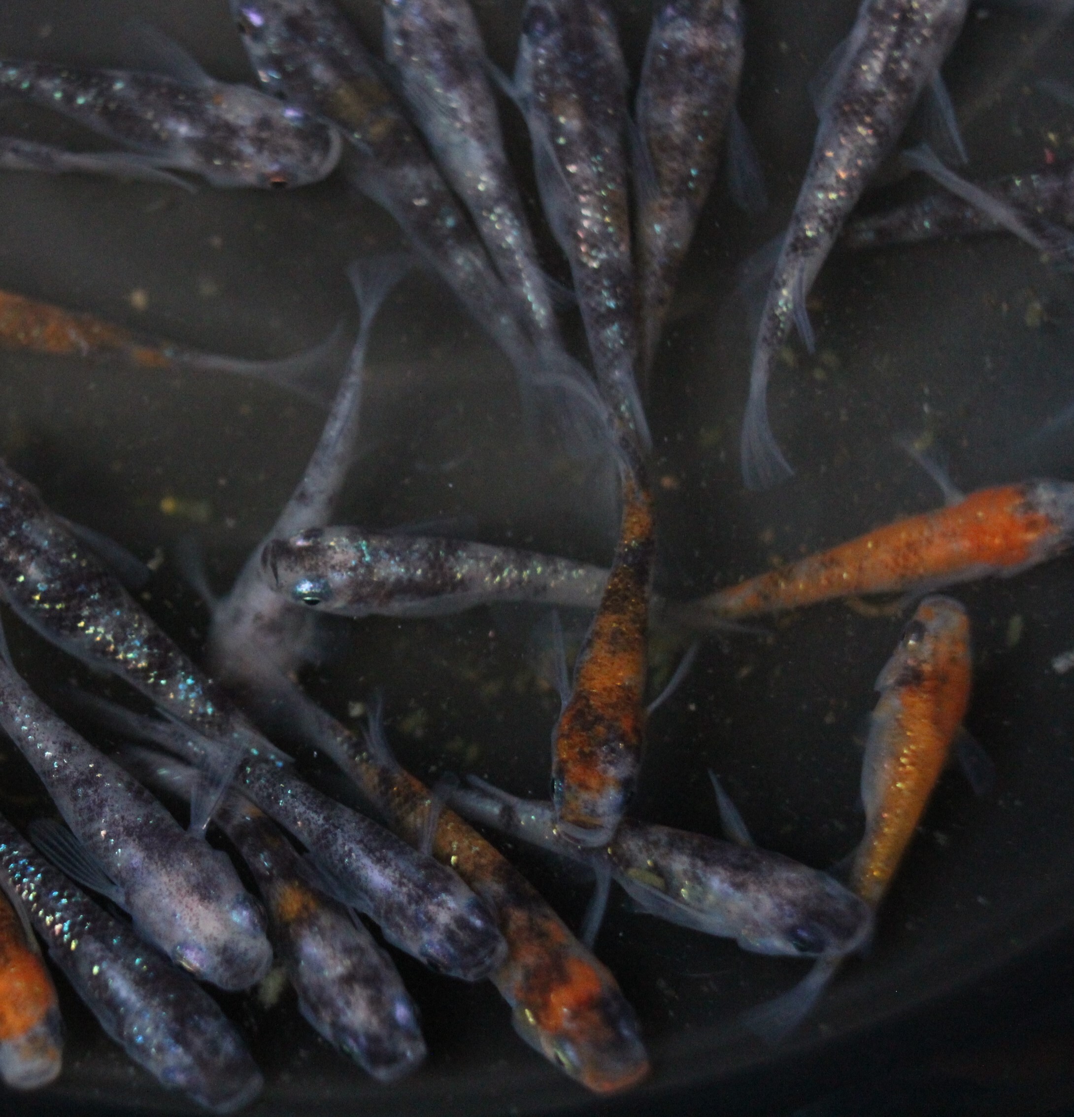 三色ラメ幹之 選別漏れ 5匹 アクアリウムのある生活 球磨メダカ牧場