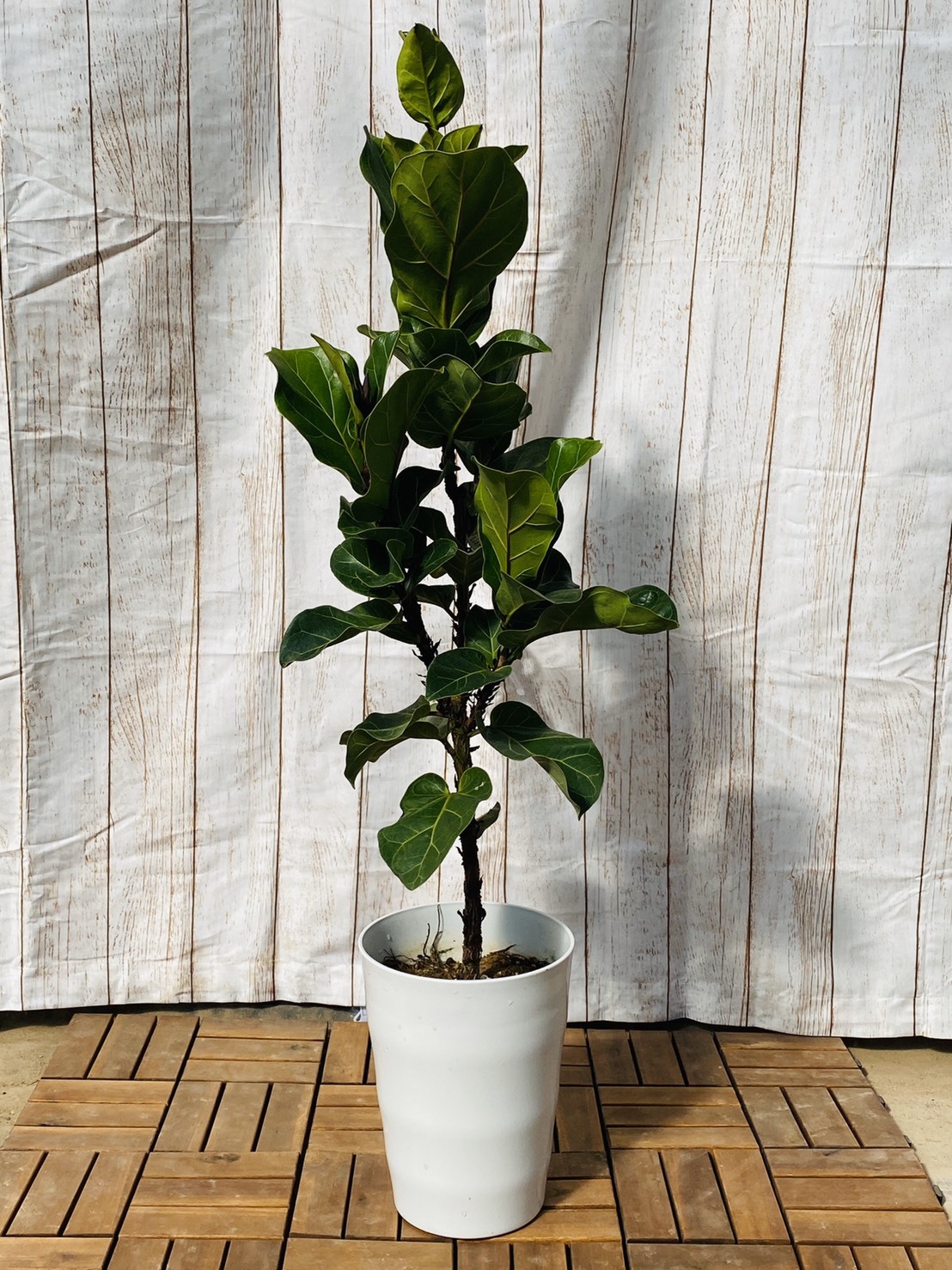 観葉植物 フィカス バンビーノ 枝 7号鉢 ハウスプランツショップ 観葉植物の通販サイト 観葉植物 フィカス バンビーノ 枝 7号鉢 ハウスプランツショップ 観葉植物の通販サイト