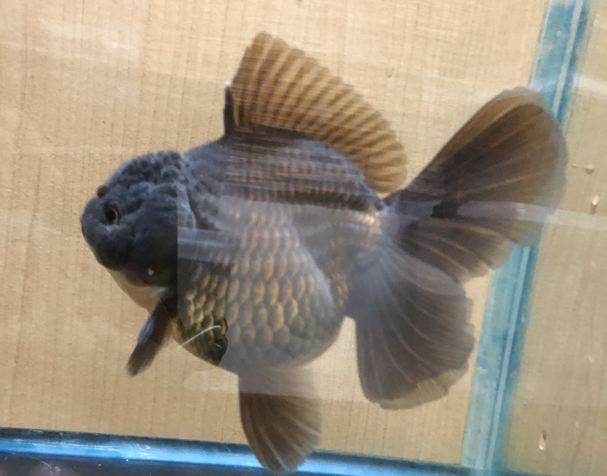 特別セール タイ血統黒ローズテールオランダ 金魚宝房 特別セール タイ血統黒ローズテールオランダ 金魚宝房
