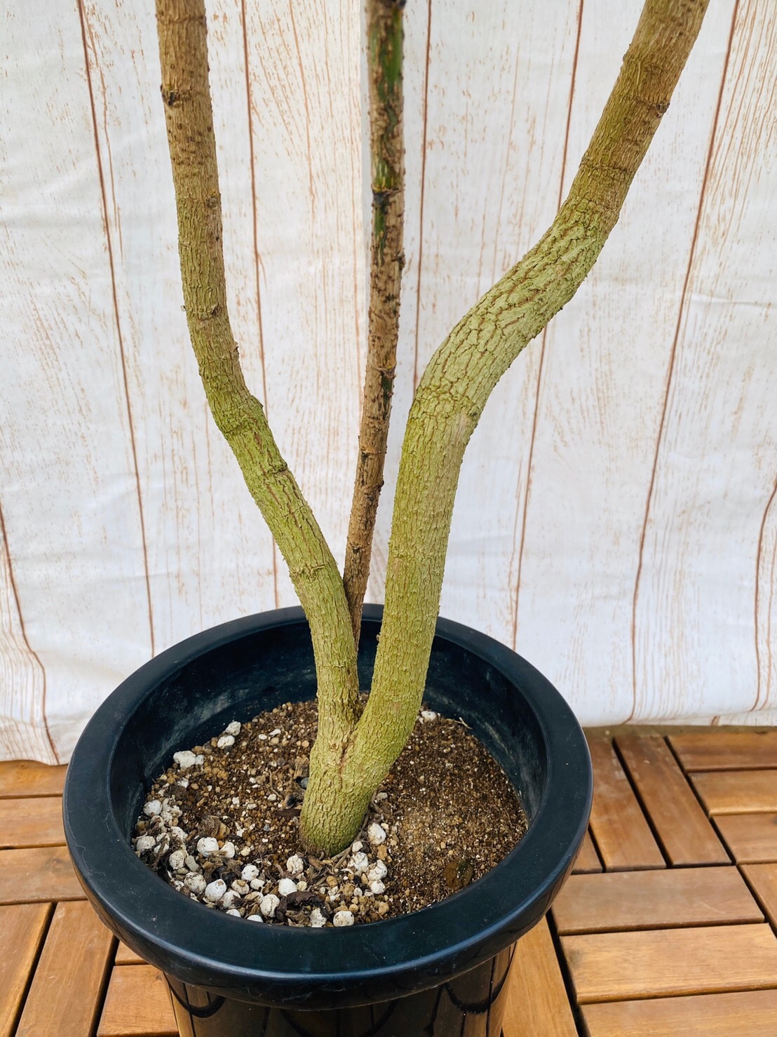 観葉植物 グリーンアラレア 曲り 8号鉢 ハウスプランツショップ 観葉植物の通販サイト 観葉植物 グリーンアラレア 曲り 8号鉢 ハウスプランツショップ 観葉植物の通販サイト