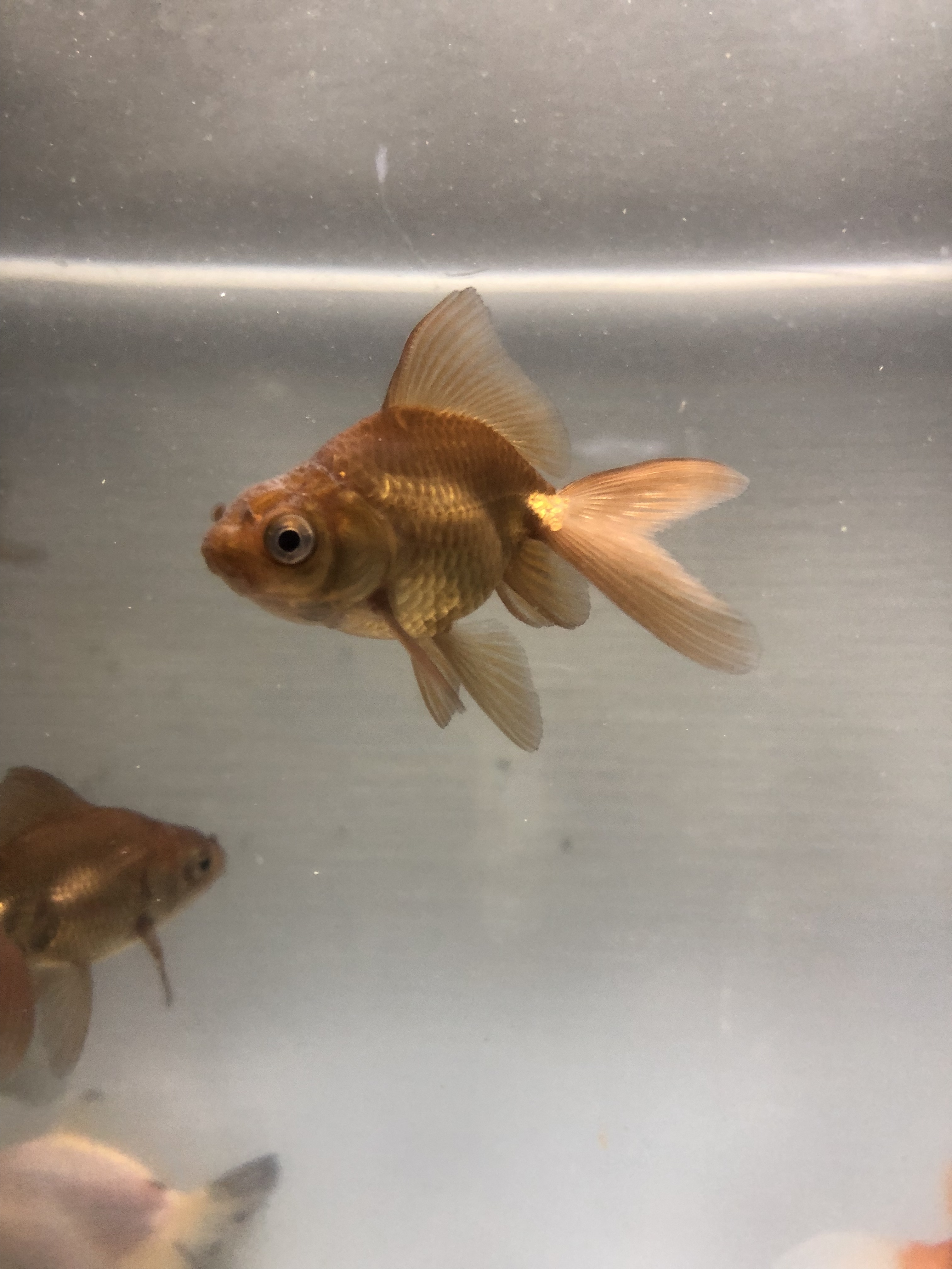 茶金 中嶋氏 金魚宝房