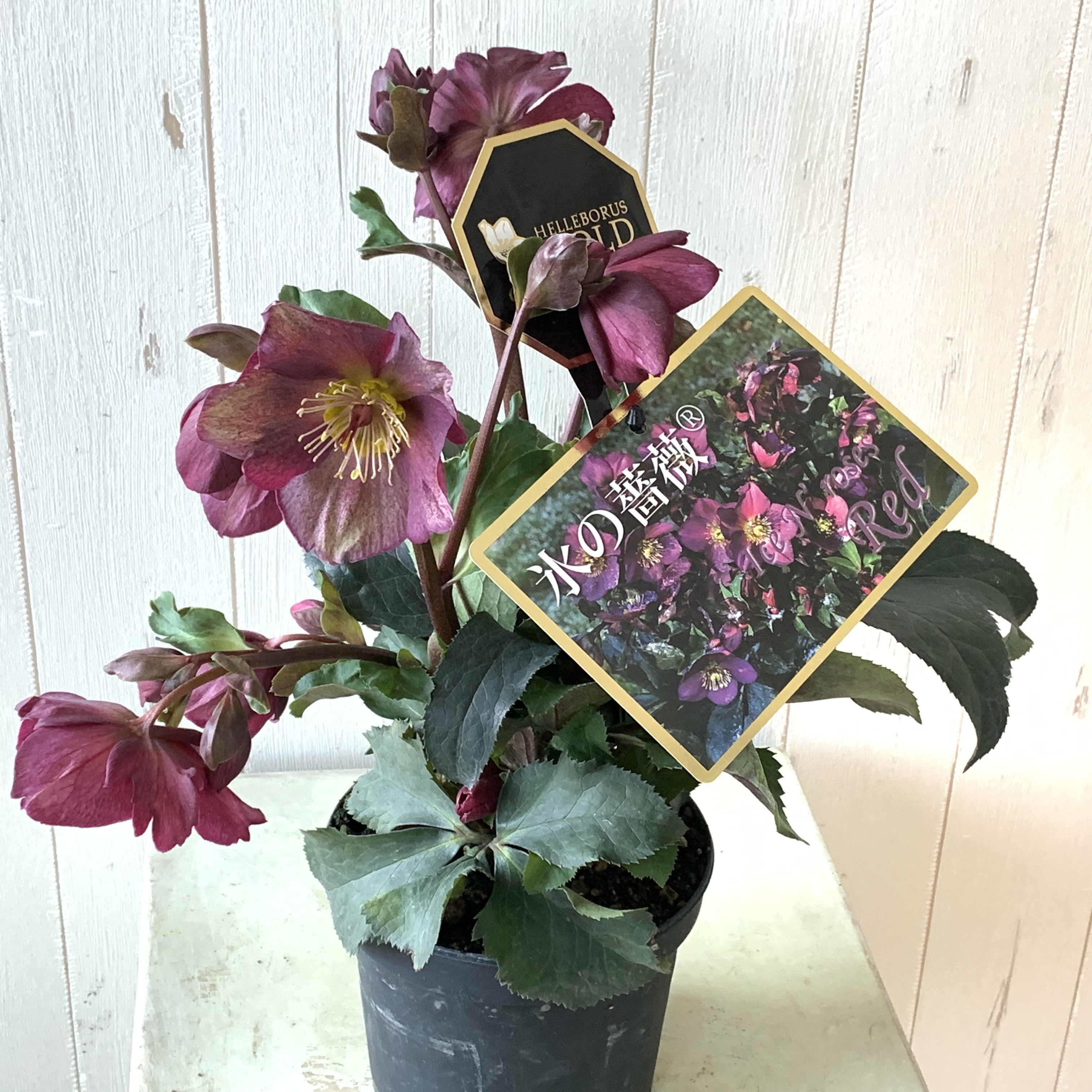 【値下げ!】初心者向け超丈夫!豪華な花付きクリスマスローズ【氷の薔薇】レッド5号 - 画像3