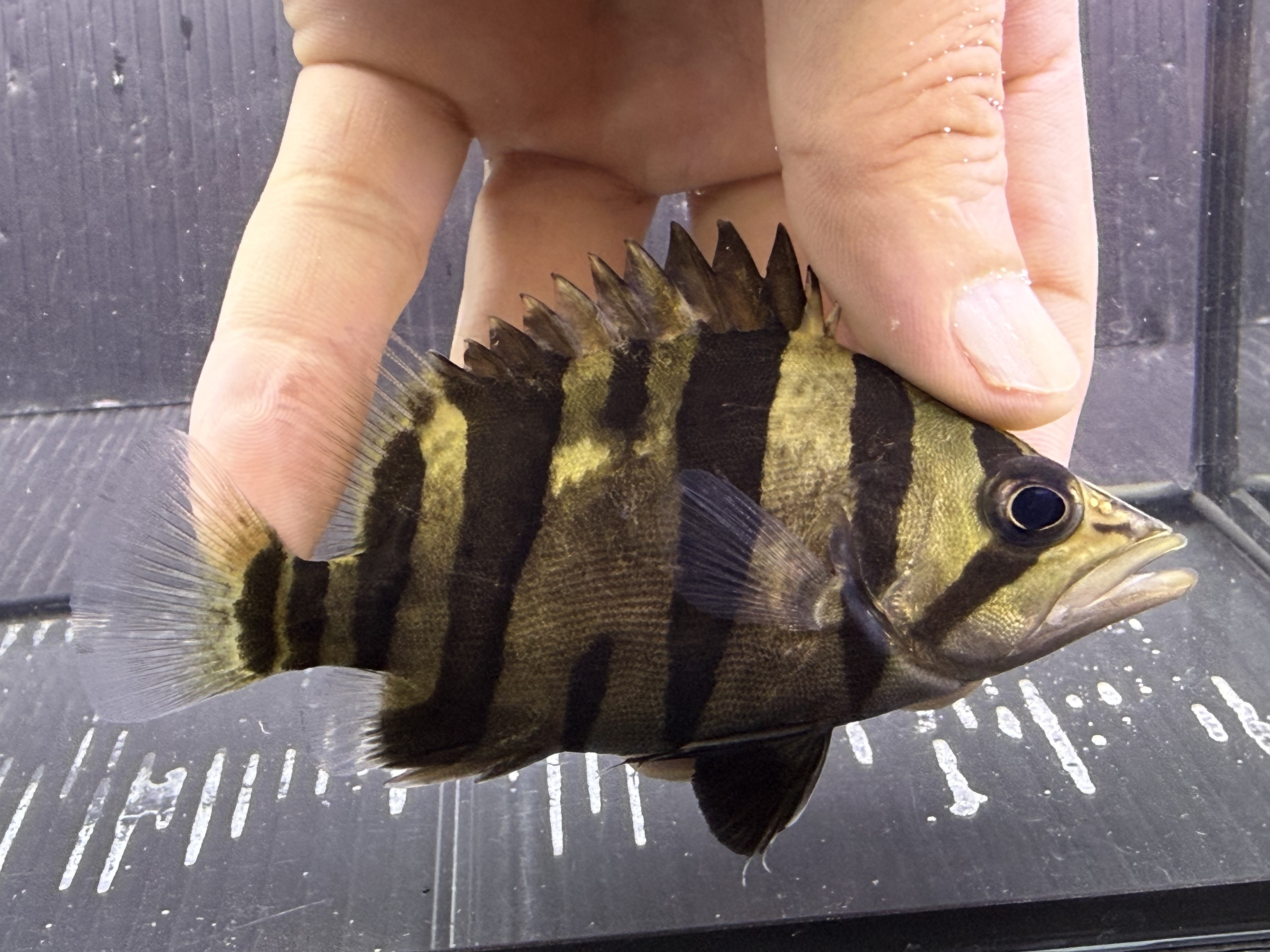 G03②  ダトニオプラスワン　片側リアルバンド　11㎝前後　おとひめ食べます