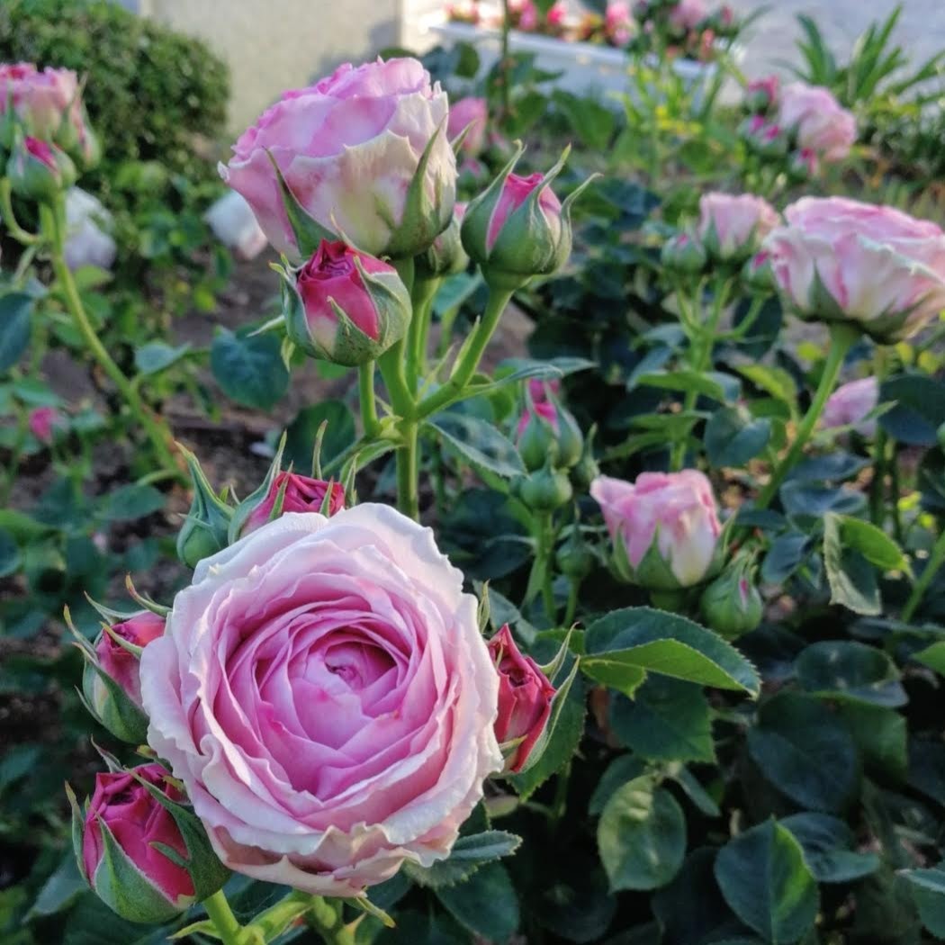 ライラック ローズ Lilac Rose 21年度新苗予約 お届けは21年5月上旬以降 天空のバラ園 無農薬バラ苗 花 ハーブ産直販売