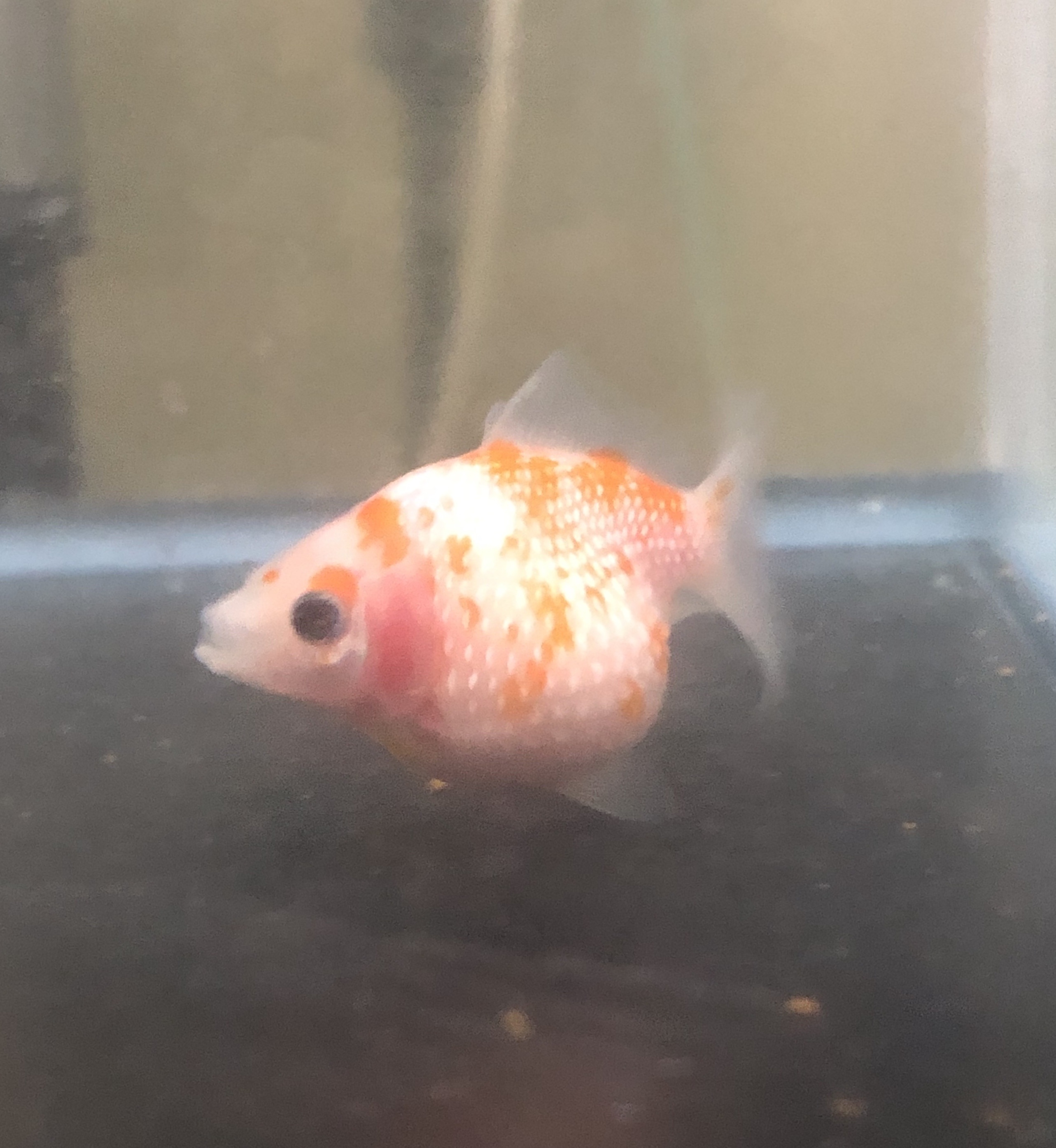 紅白ピンポンパール 金魚宝房 紅白ピンポンパール 金魚宝房