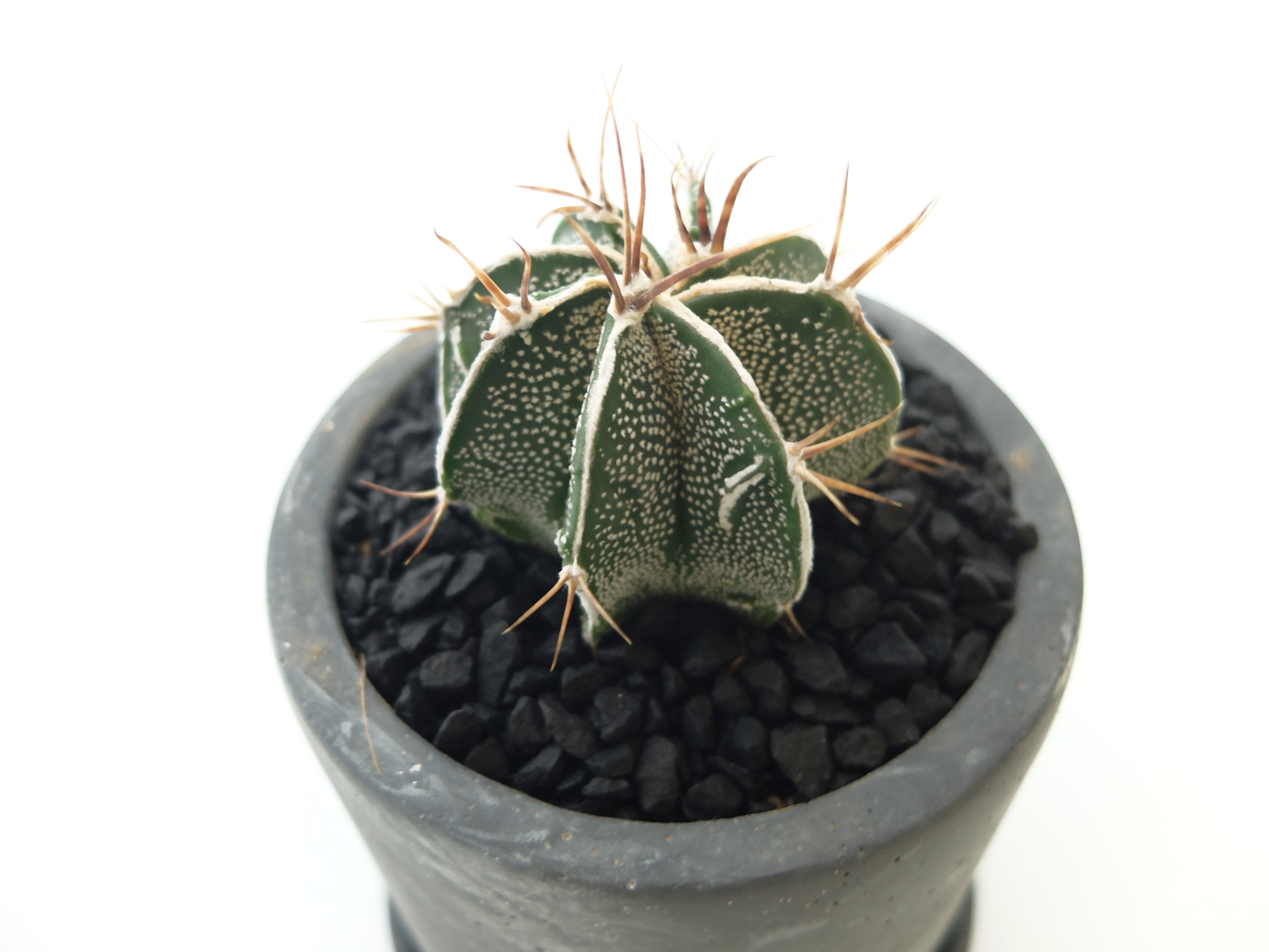 アストロフィツム 般若 3 5号ポット 草陽香