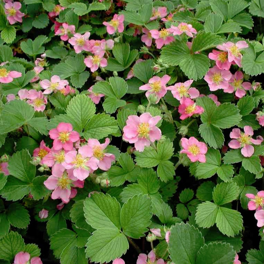 四季成り イチゴちゃん Fragaria Ananassaduchesne 天空のバラ園 無農薬バラ苗 花 ハーブ産直販売