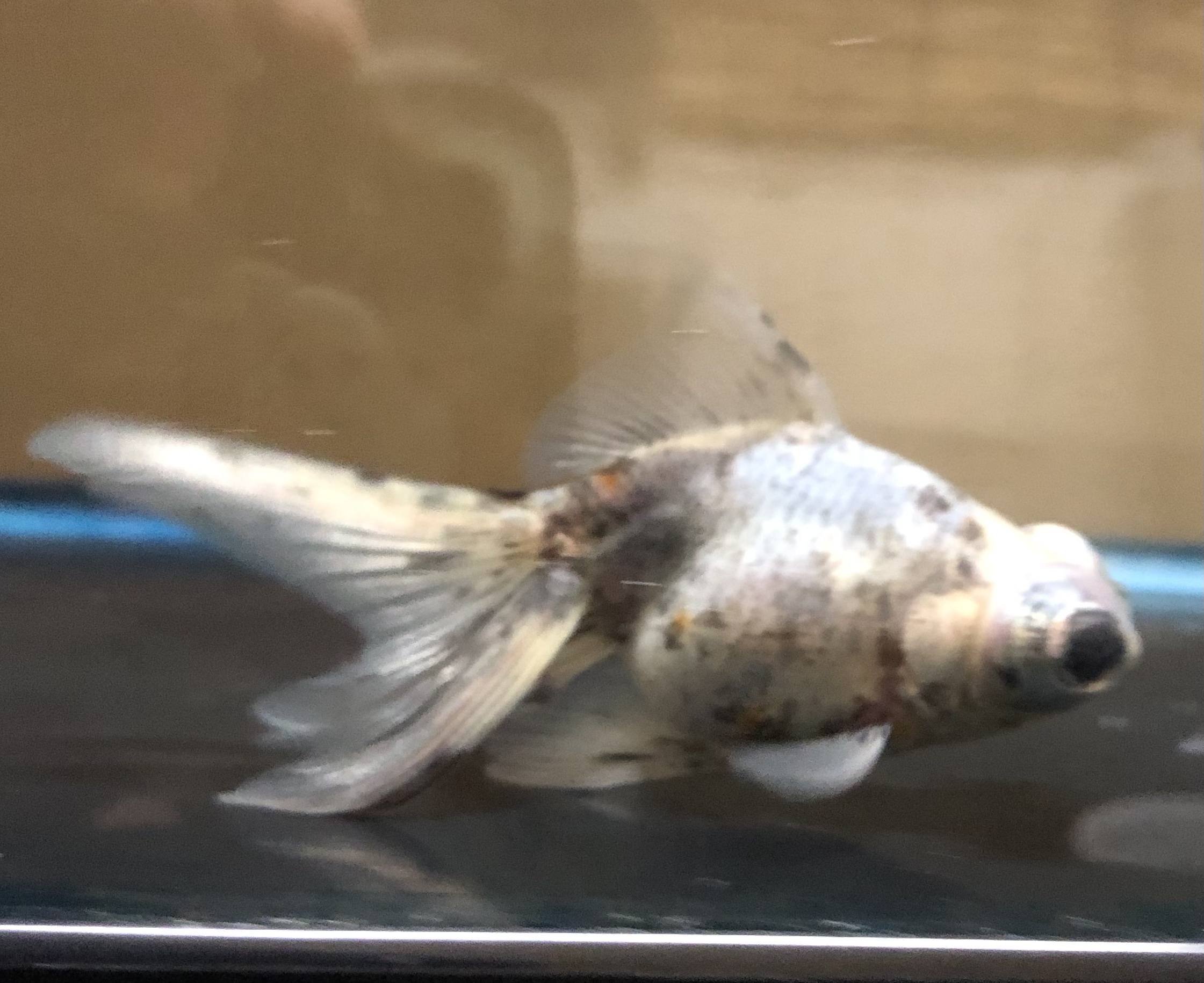 絣出目金 金魚宝房