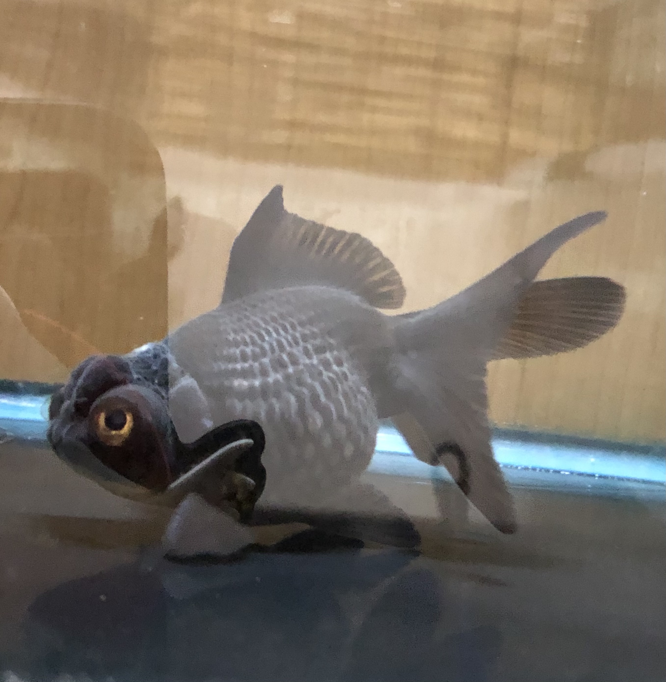 黒出目クラウンパール 金魚宝房