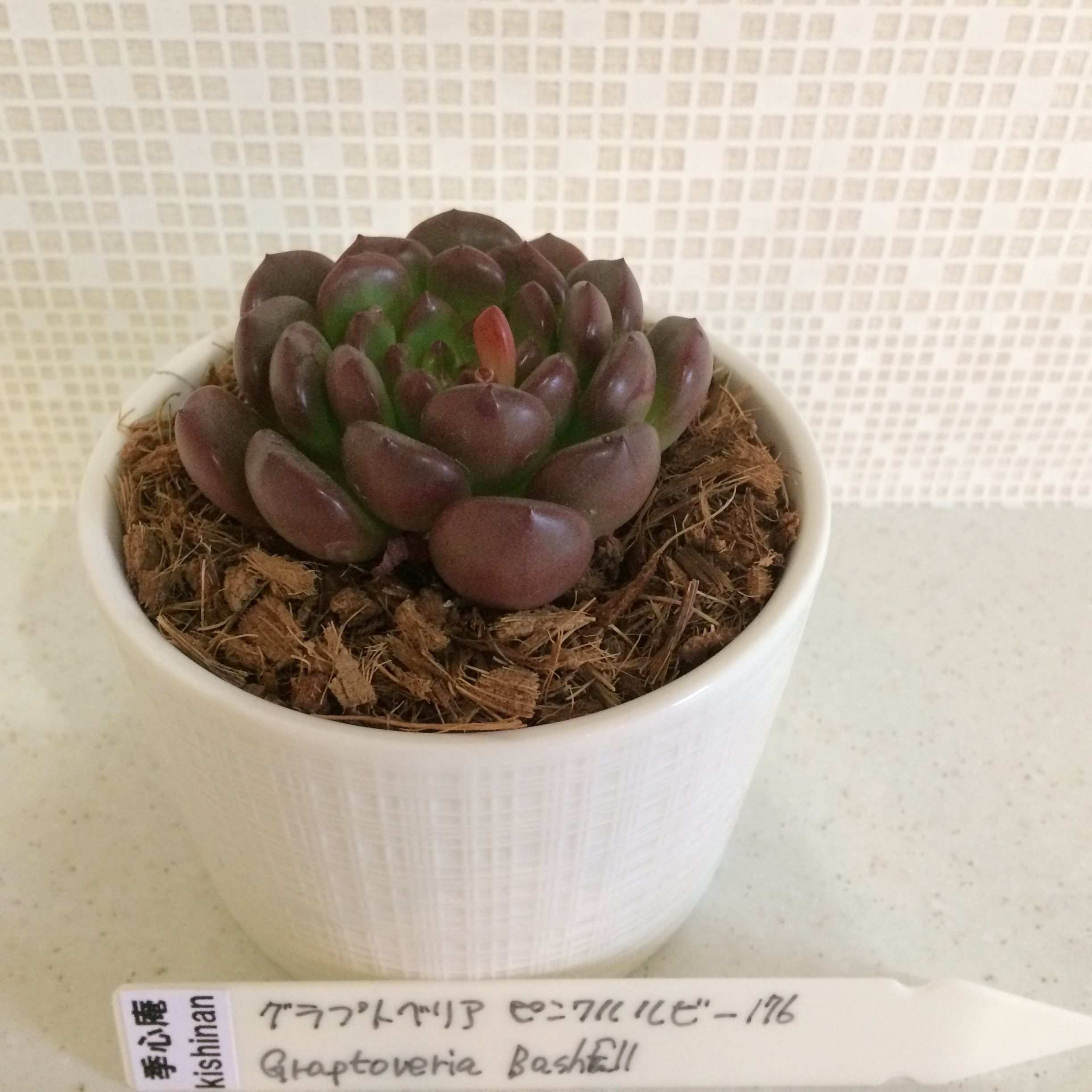 季心庵 Kishinan 多肉植物 グラプトベリア ピンクルルビー Graptoveria Bashful 韓国苗 きしんあん 176 季心庵 きしんあん 季心庵 Kishinan 多肉植物 グラプトベリア ピンクルルビー Graptoveria Bashful 韓国苗 きしんあん 176 季心庵 きしんあん