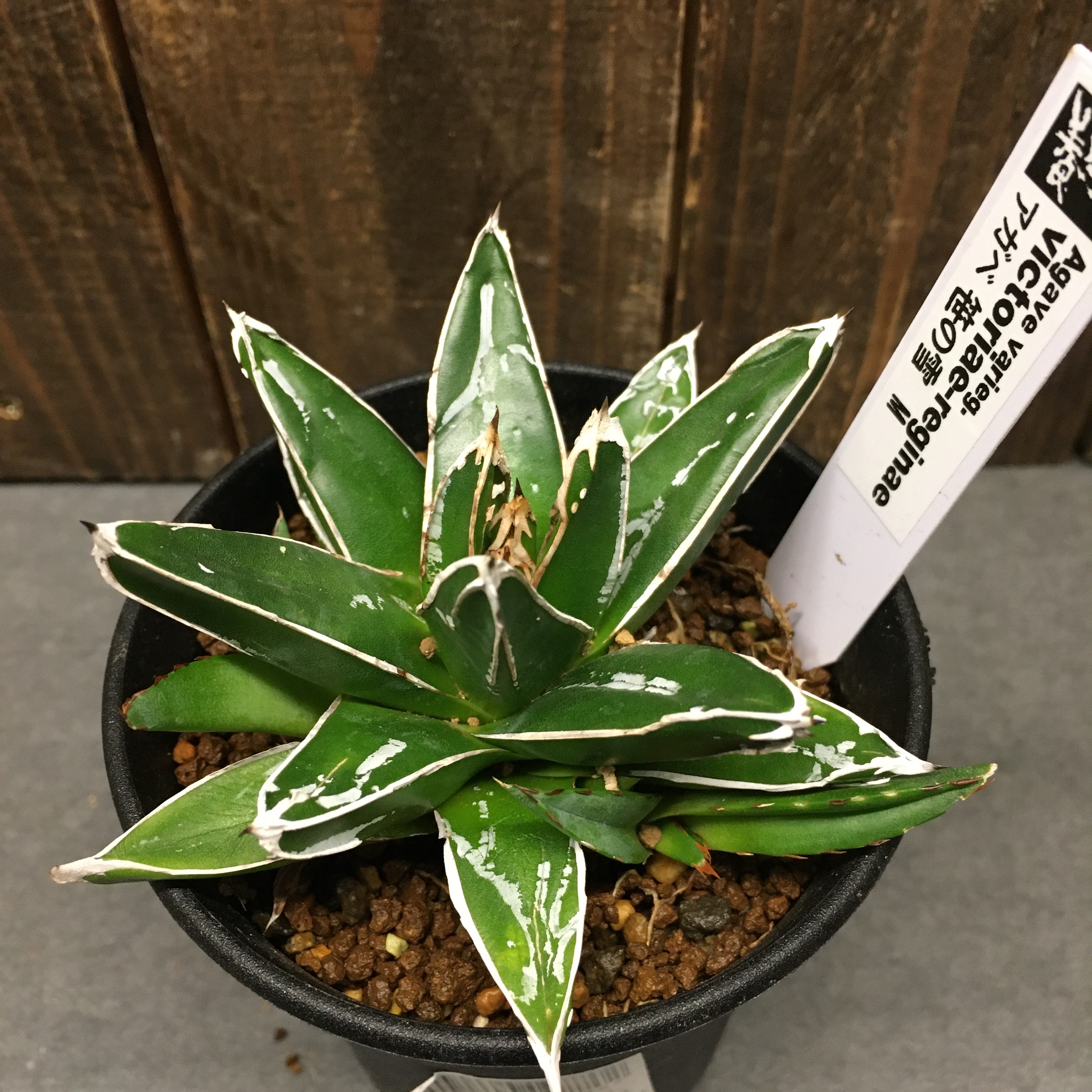 アガベ 笹の雪の 子株付き Protoleaf プロトリーフ