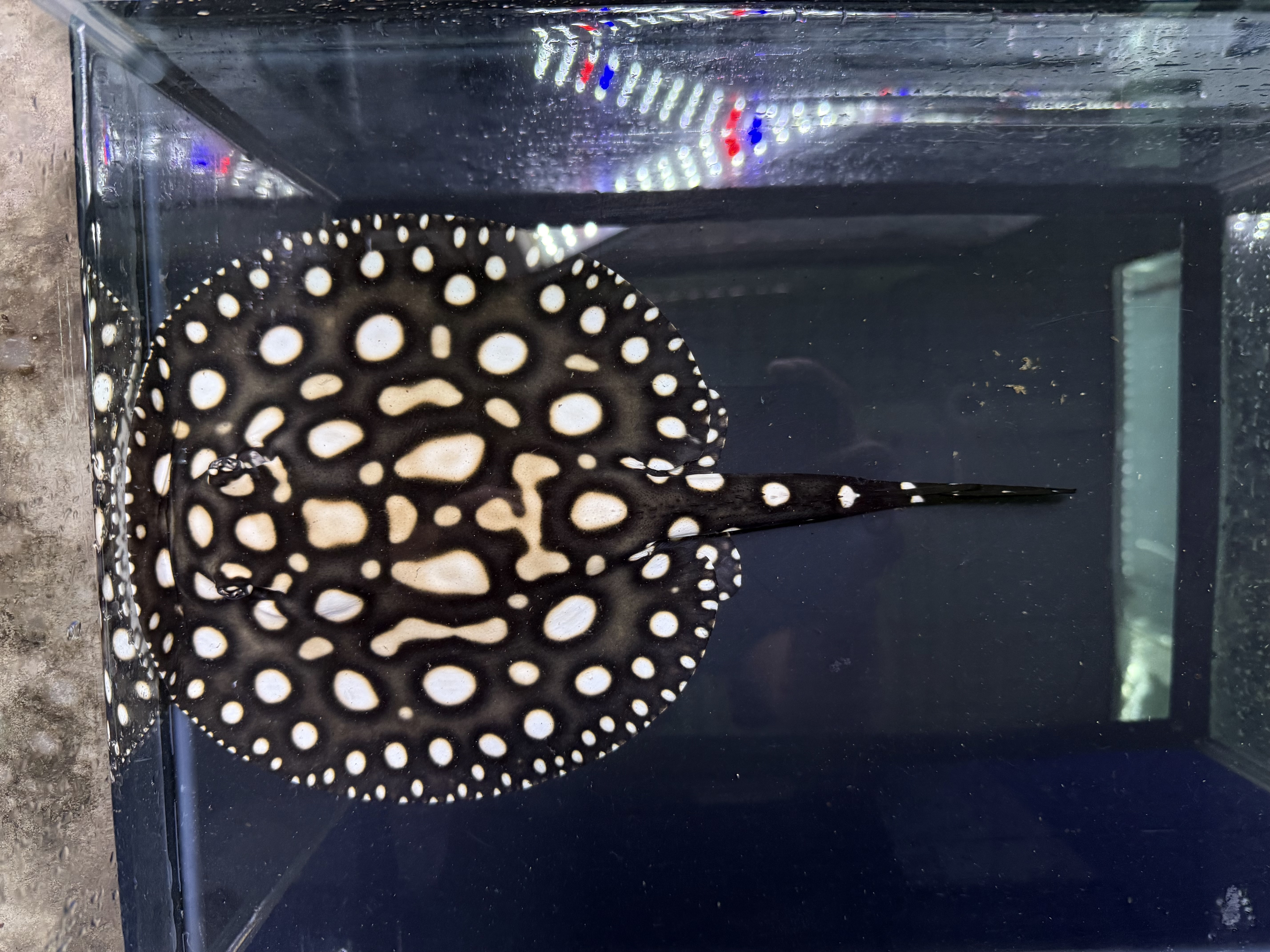 C17① ダイヤモンドポルカ　アルビノヘテロ　体盤17㎝前後　♂