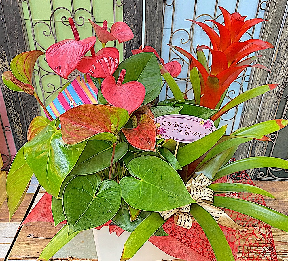 母の日 アンスリューム グズマニアの花鉢 沖縄県 豊見城市のお花屋さん Happy Flower 一花 母の日 アンスリューム グズマニアの花鉢 沖縄県 豊見城市のお花屋さん Happy Flower 一花