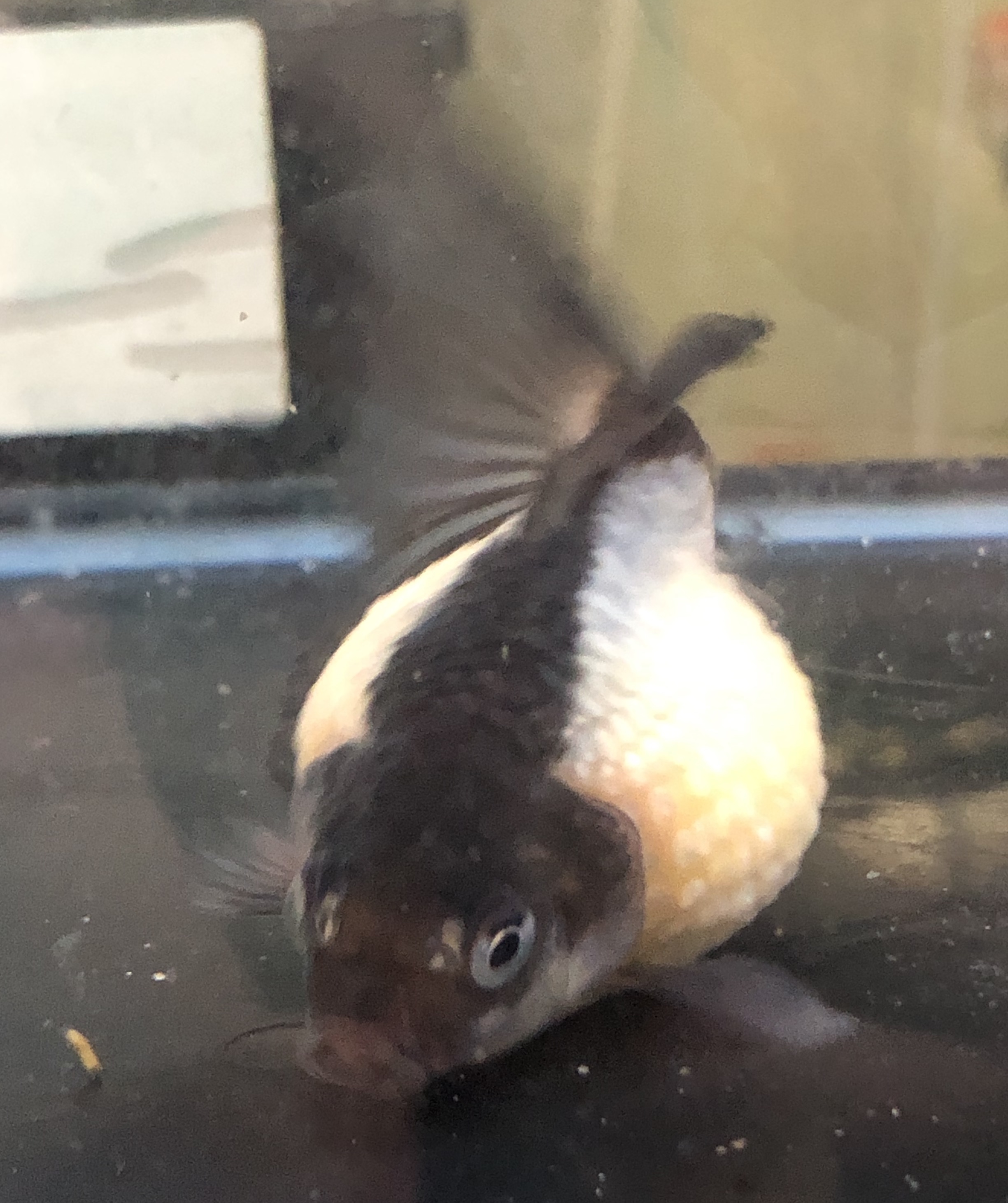 パンダピンポンパール 金魚宝房 パンダピンポンパール 金魚宝房