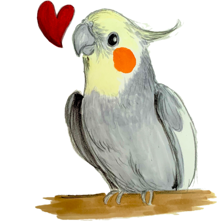マグカップ オカメインコ 絵描きのtシャツ カバン屋 Sana Trade マグカップ オカメインコ 絵描きのtシャツ カバン屋 Sana Trade