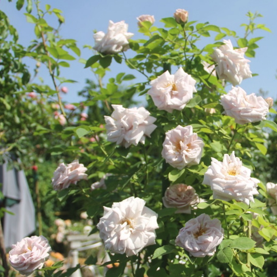 アッシュ ウェンズディ 天空のバラ園 無農薬バラ苗 花苗 クレマチス ハーブ産直販売 アッシュ ウェンズディ 天空のバラ園 無農薬バラ苗 花苗 クレマチス ハーブ産直販売