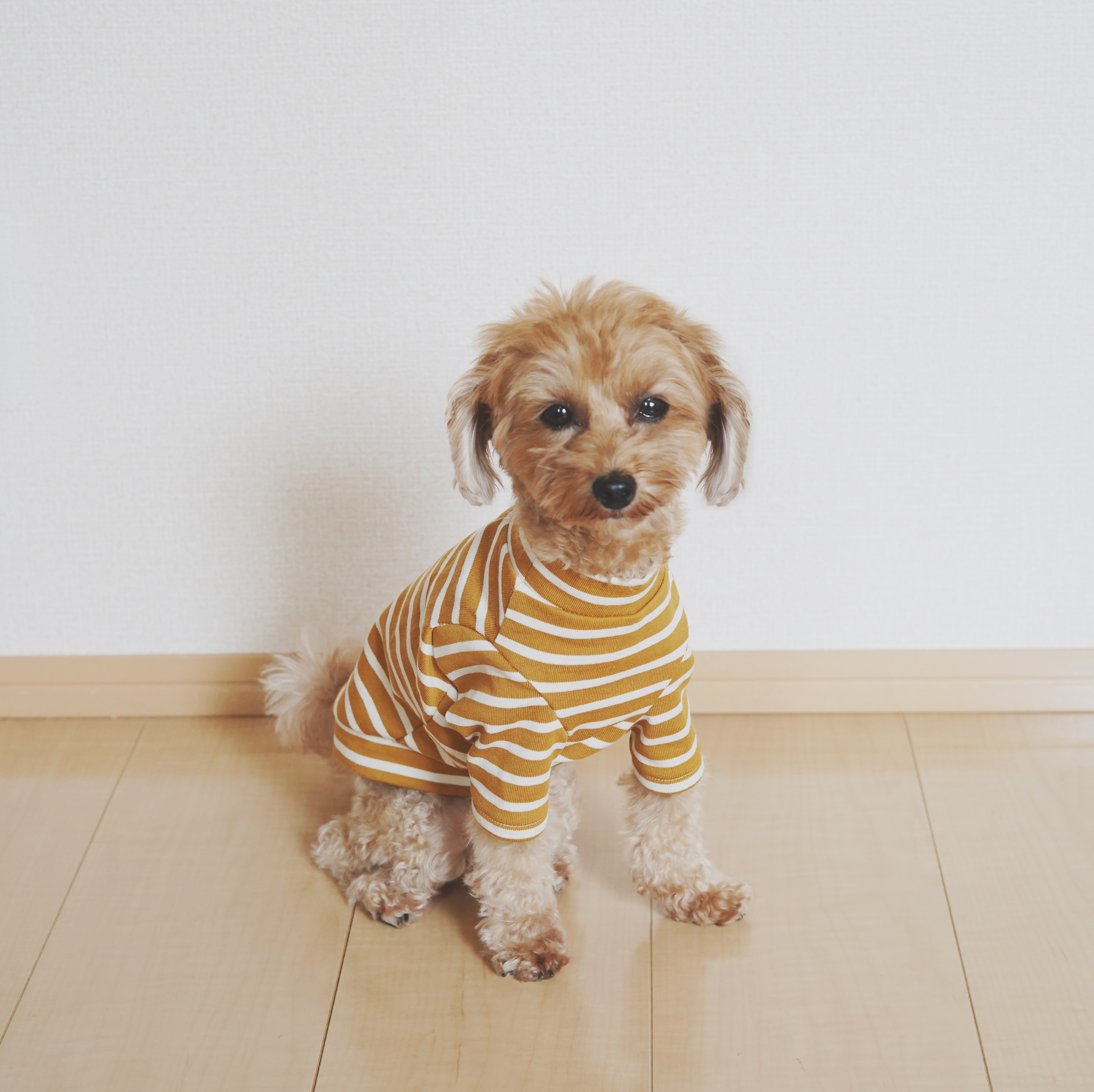 裏起毛 オータム ボーダー カットソー くすみマスタード ドッグウェア ボーダー 犬服 ハンドメイド B I Q U E T Dog Wear Shop 裏起毛 オータム ボーダー カットソー くすみマスタード ドッグウェア ボーダー 犬服 ハンドメイド B I Q U E T Dog Wear Shop