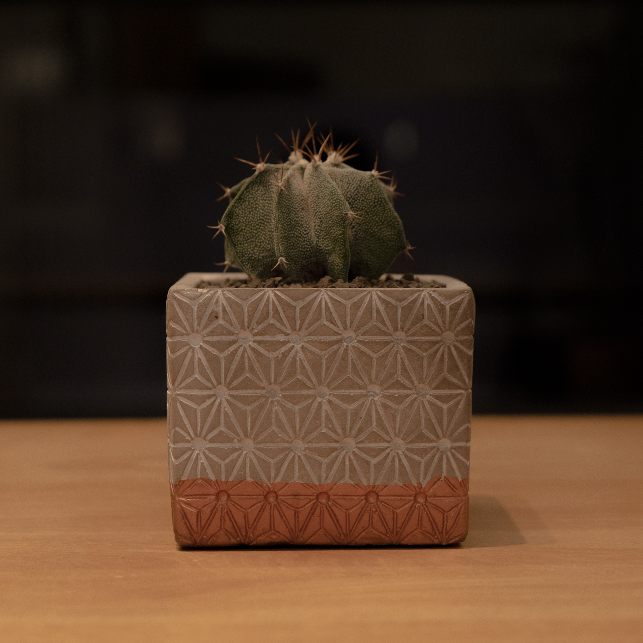 Astrophytum Ornatum アストロフィツム 般若 Greenbomb