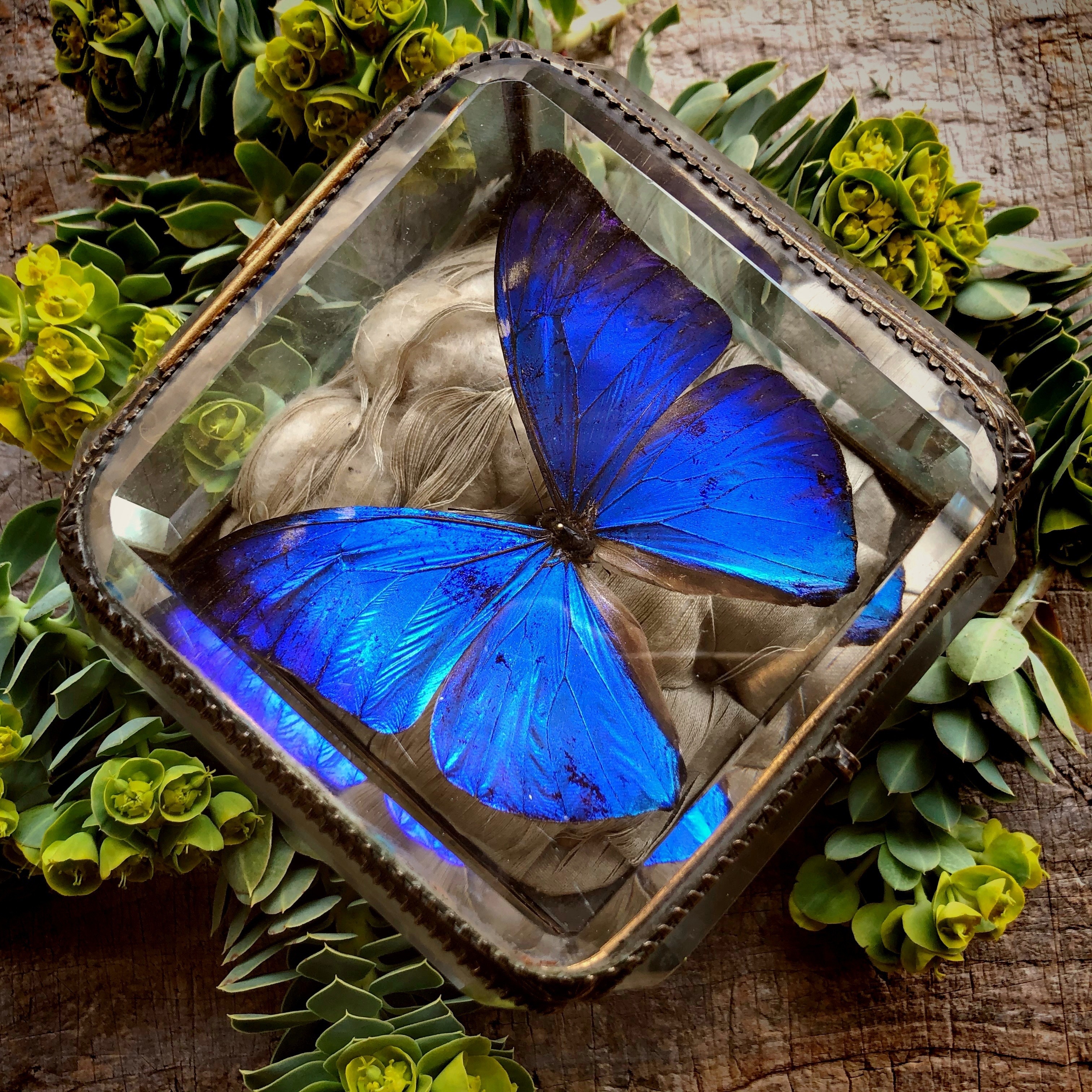 モルフォ蝶の標本入り宝石箱 メルキュール骨董店