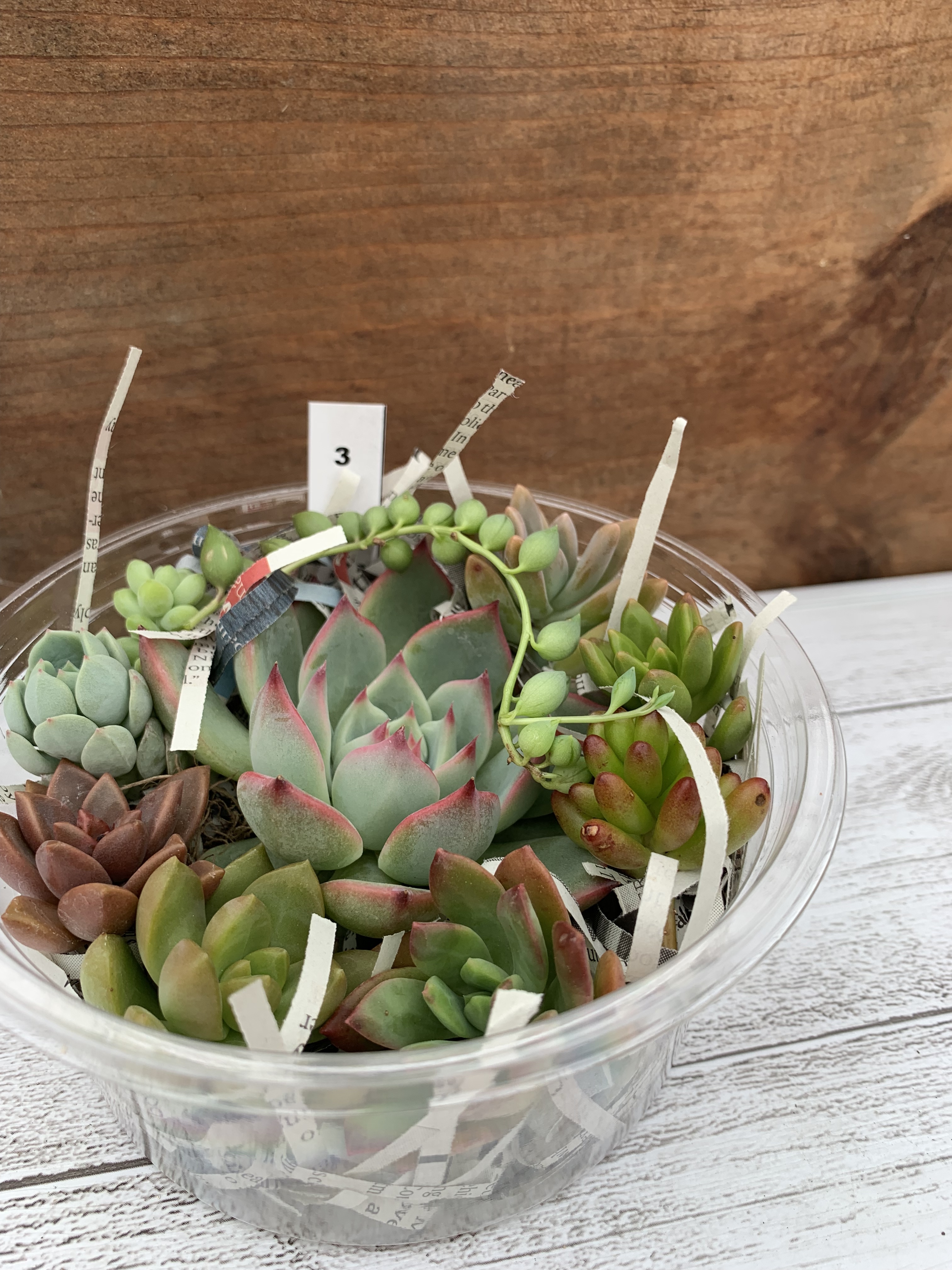 多肉植物 国産苗 カット苗 抜き苗詰め合わせ No 3 多肉植物食堂