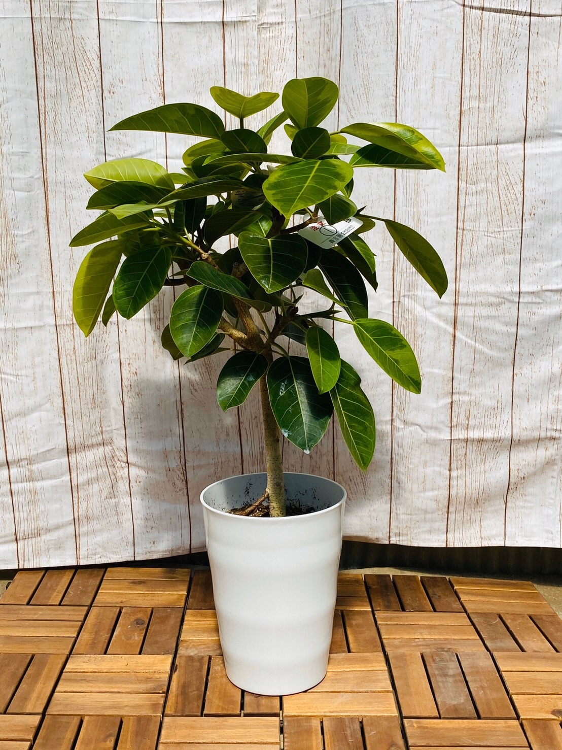 観葉植物 アルテシーマ 枝 7号鉢 ハウスプランツショップ 観葉植物の通販サイト 観葉植物 アルテシーマ 枝 7号鉢 ハウスプランツショップ 観葉植物の通販サイト