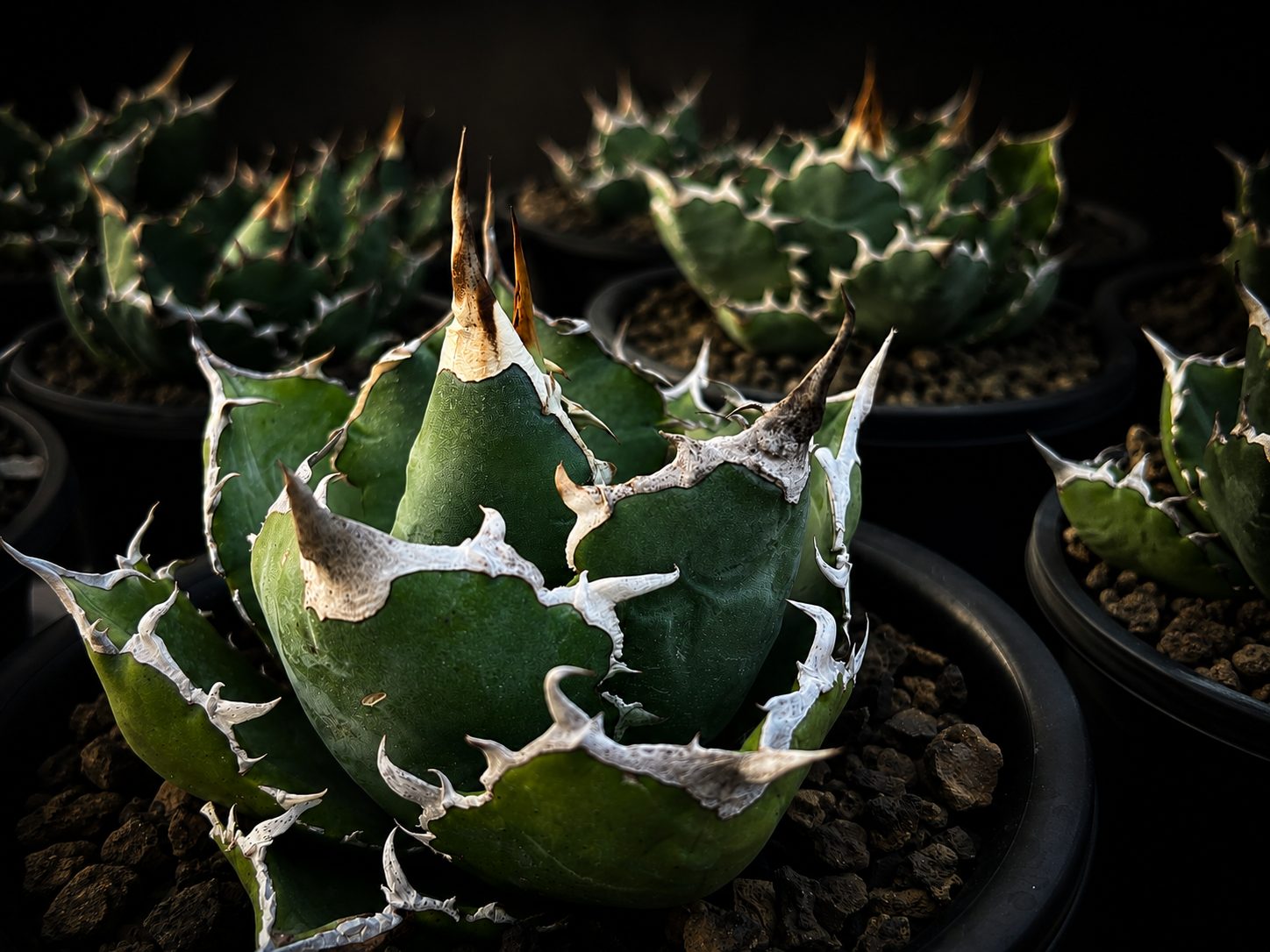 Agave titanota under spotlight
