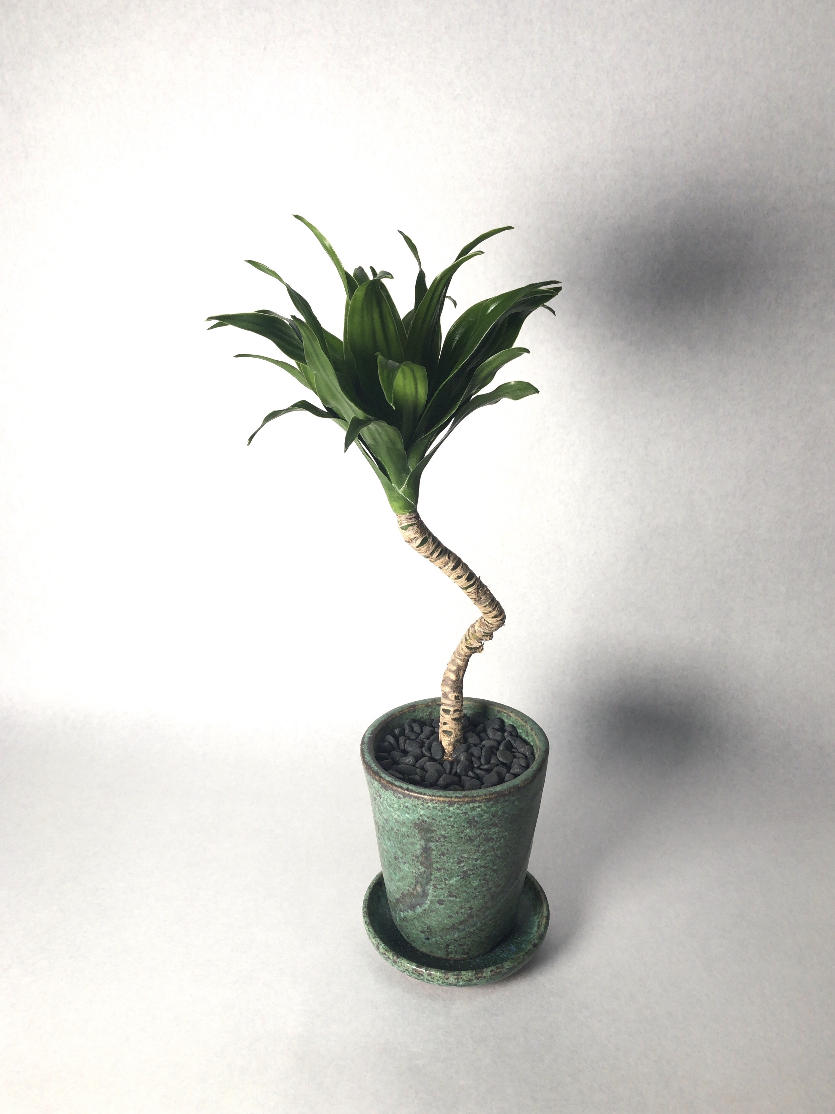 Trigger観葉植物土 2l Trigger Trigger観葉植物土 2l Trigger