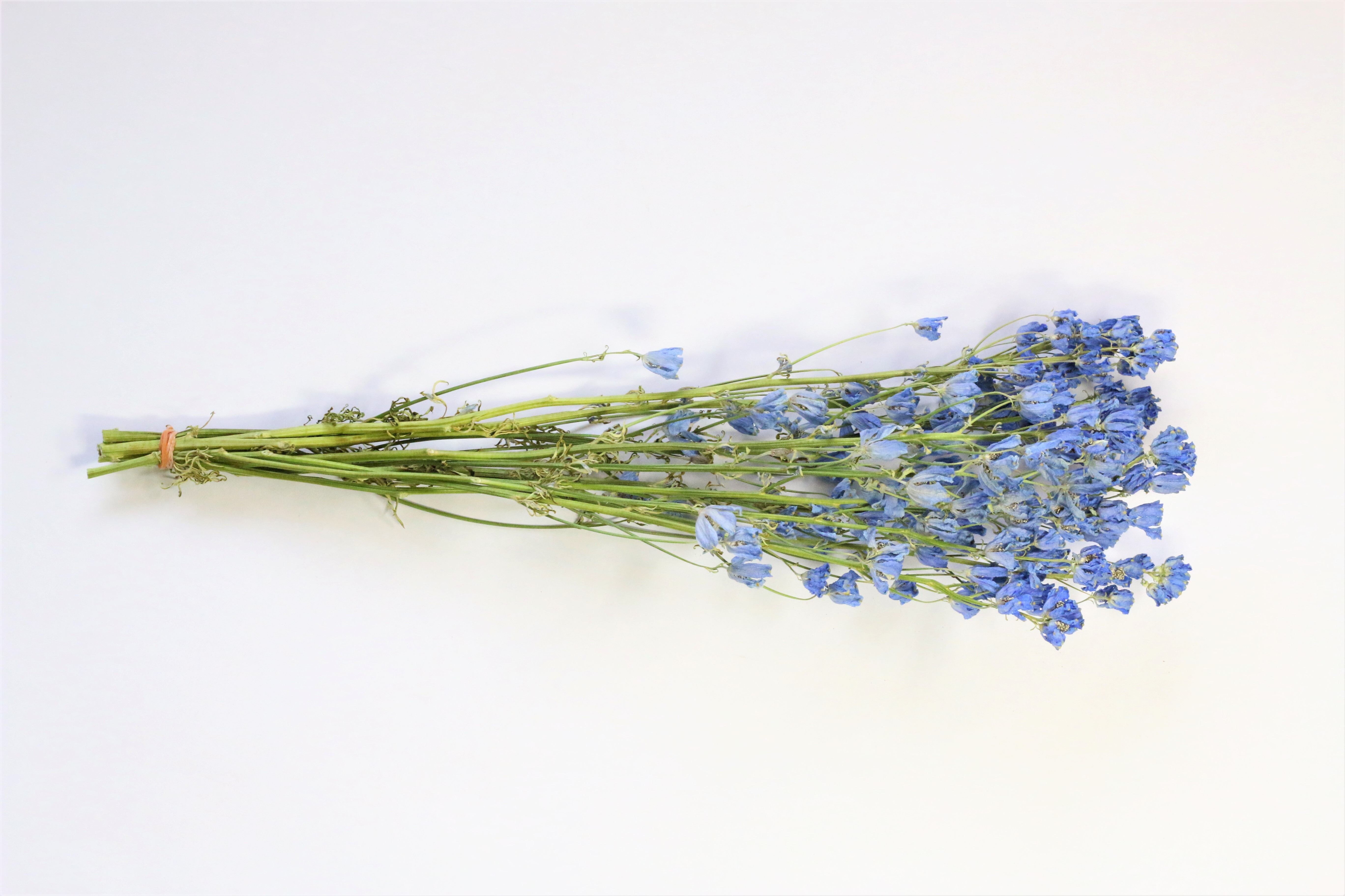 デルフィニウム ライトブルー Watanabe Flower Farm Samiha