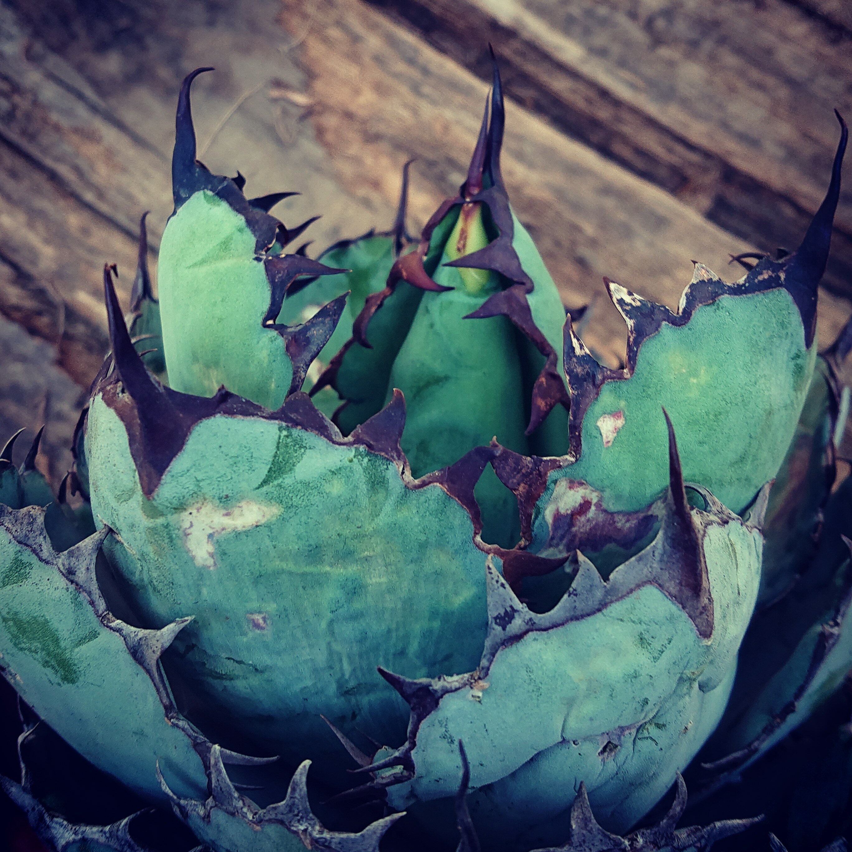 No 4 アガベ チタノタ ブラックアンドブルー Agave Titanota Black Blue 子株付き 発根済 多肉植物ハオルチア アガベ サンスべリアの店mellowgarden