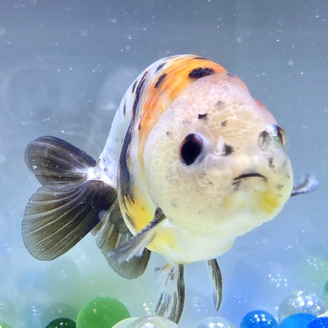 金魚 生体 江戸錦 1匹 10 11センチ前後 中国産 Sakura Sarasa