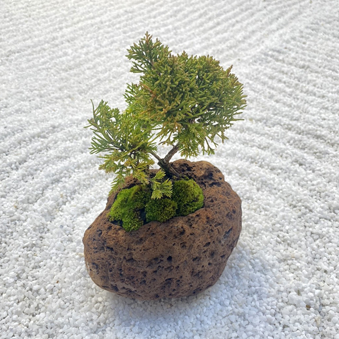 送料無料 黄金真柏 盆栽 一点物 曲がり 苔 軽石鉢 ルル盆 Florist Lulu Flower ルルフラワー オンラインストア