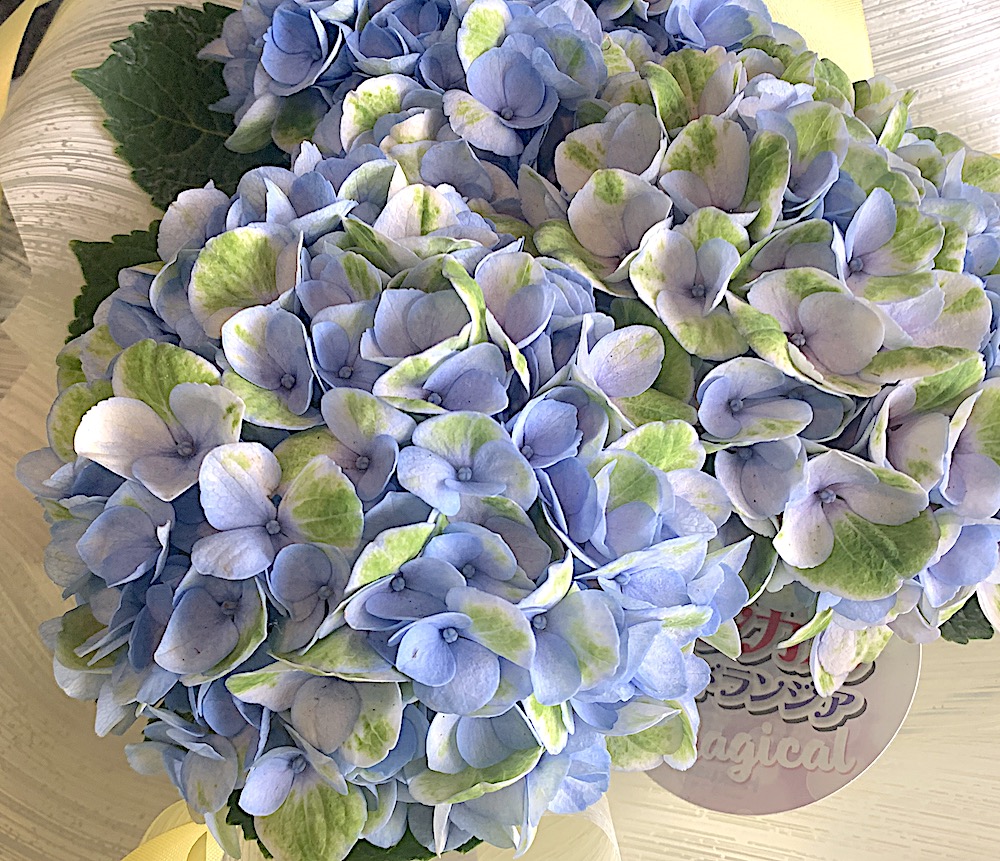 父の日 紫陽花 鉢ギフト 沖縄県 豊見城市のお花屋さん Happy Flower 一花 父の日 紫陽花 鉢ギフト 沖縄県 豊見城市のお花屋さん Happy Flower 一花