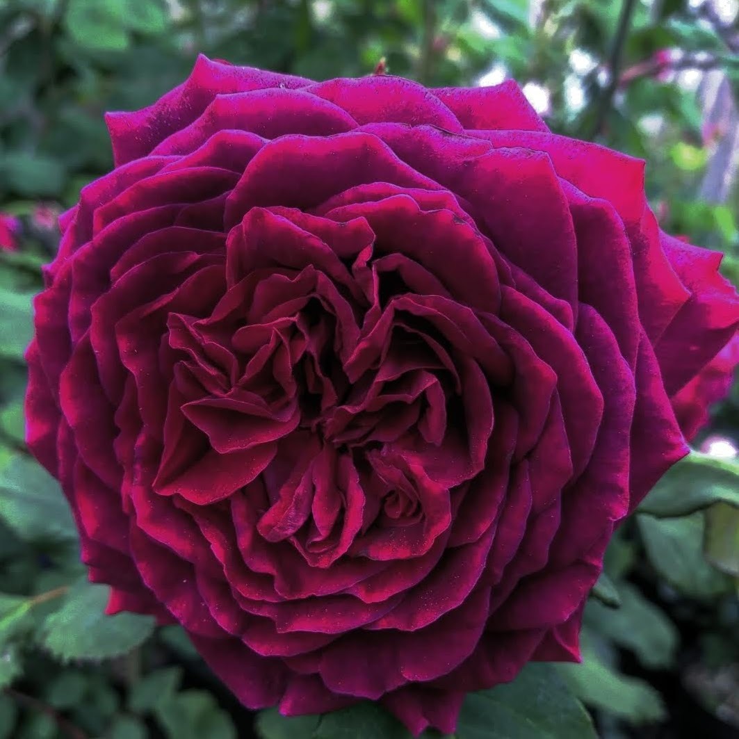 エンペラー ドュ マロク Empereur Du Maroc 天空のバラ園 無農薬バラ苗 花苗 クレマチス ハーブ産直販売