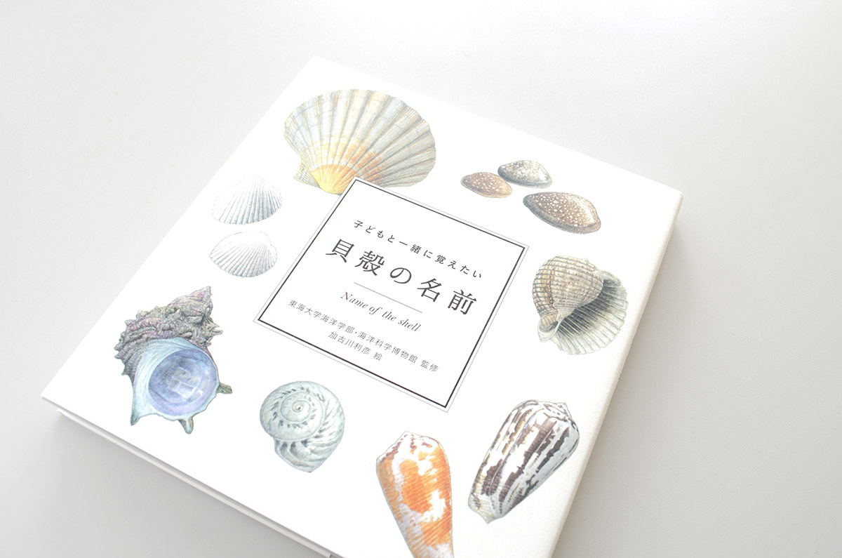 子どもと一緒に覚えたい 貝殻の名前 Museumshop T