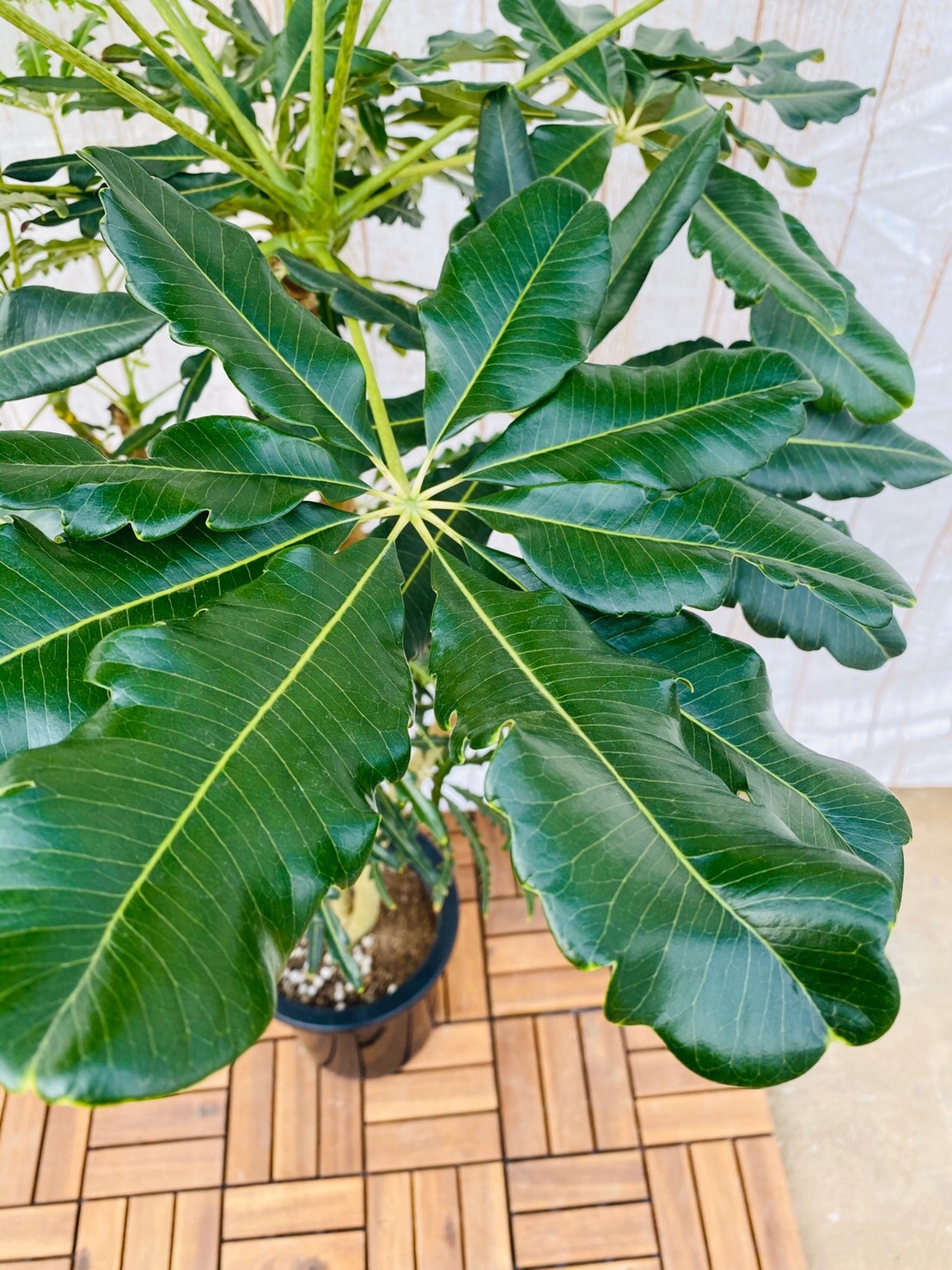 観葉植物 グリーンアラレア 曲り 8号鉢 ハウスプランツショップ 観葉植物の通販サイト 観葉植物 グリーンアラレア 曲り 8号鉢 ハウスプランツショップ 観葉植物の通販サイト