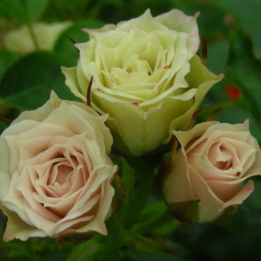 グリーン ダイヤモンド Green Diamond 天空のバラ園 無農薬バラ苗 花苗 クレマチス ハーブ産直販売