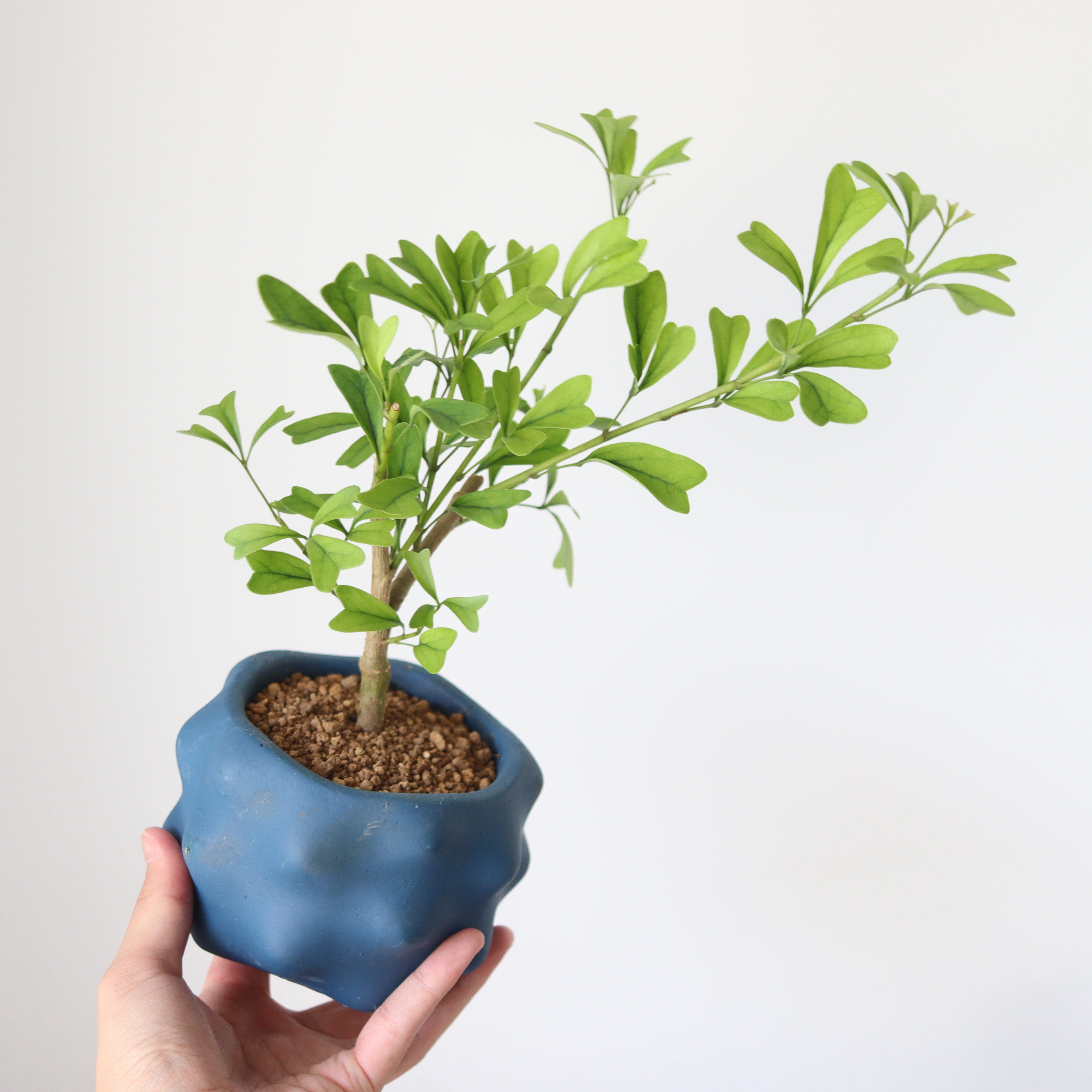 シェフレラ トライアンギュラリス 植物屋 Fyto シェフレラ トライアンギュラリス 植物屋 Fyto