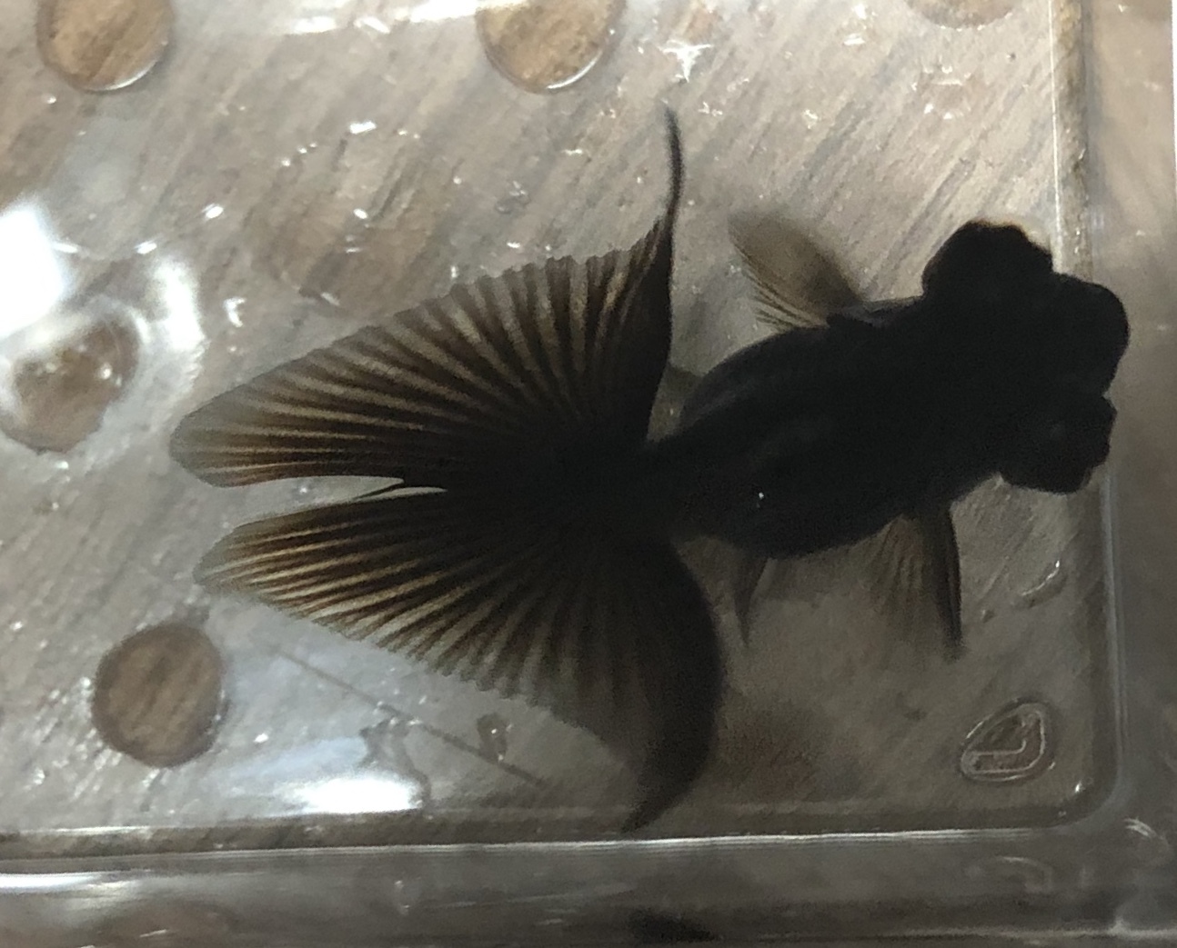 黒竜晴蝶尾 金魚宝房 黒竜晴蝶尾 金魚宝房
