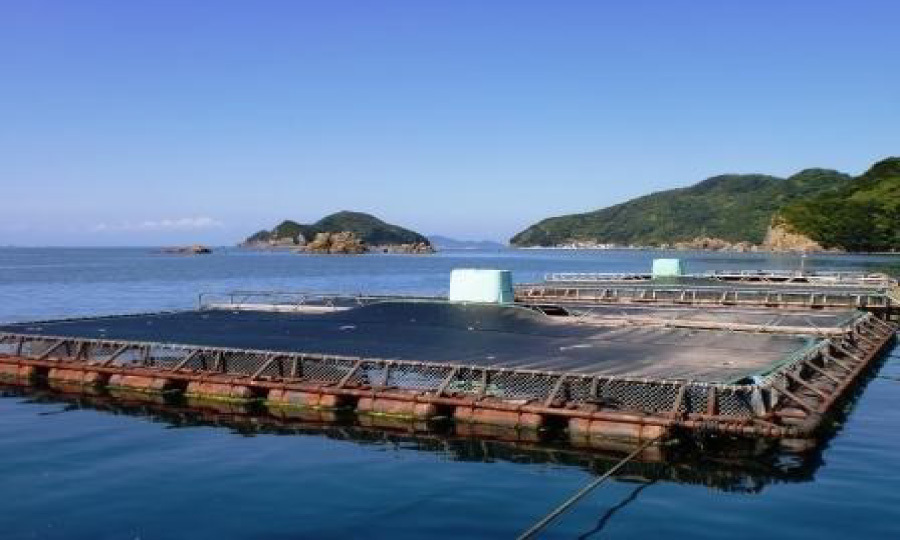 コロナ緊急特別価格 愛媛県宇和島の養殖魚 美味旨味干しセット 日本のいいもの発掘 地方創生女子アナ47ショップ コロナ緊急特別価格 愛媛県宇和島の養殖魚 美味旨味干しセット 日本のいいもの発掘 地方創生女子アナ47ショップ