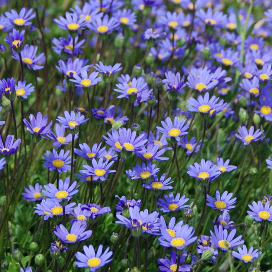 フェリシア 花 フェリシア 花