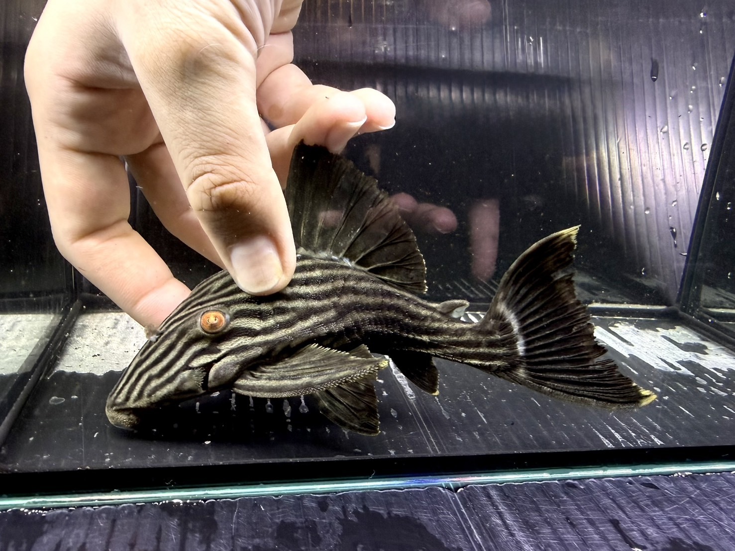 AA05④  ロイヤルプレコ　15㎝前後　ワイルド　メタ