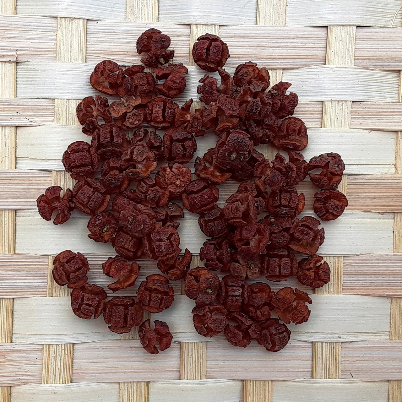 ヒノキの実 ２０g 木の実通販の Shop 木の実